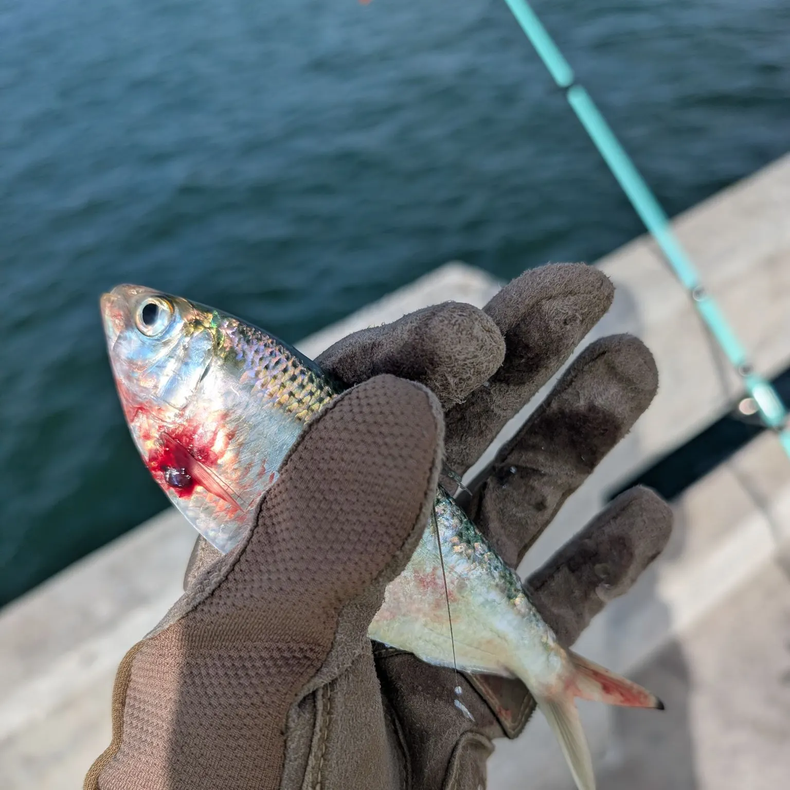 The most recent Scaled herring catches on Fishbrain