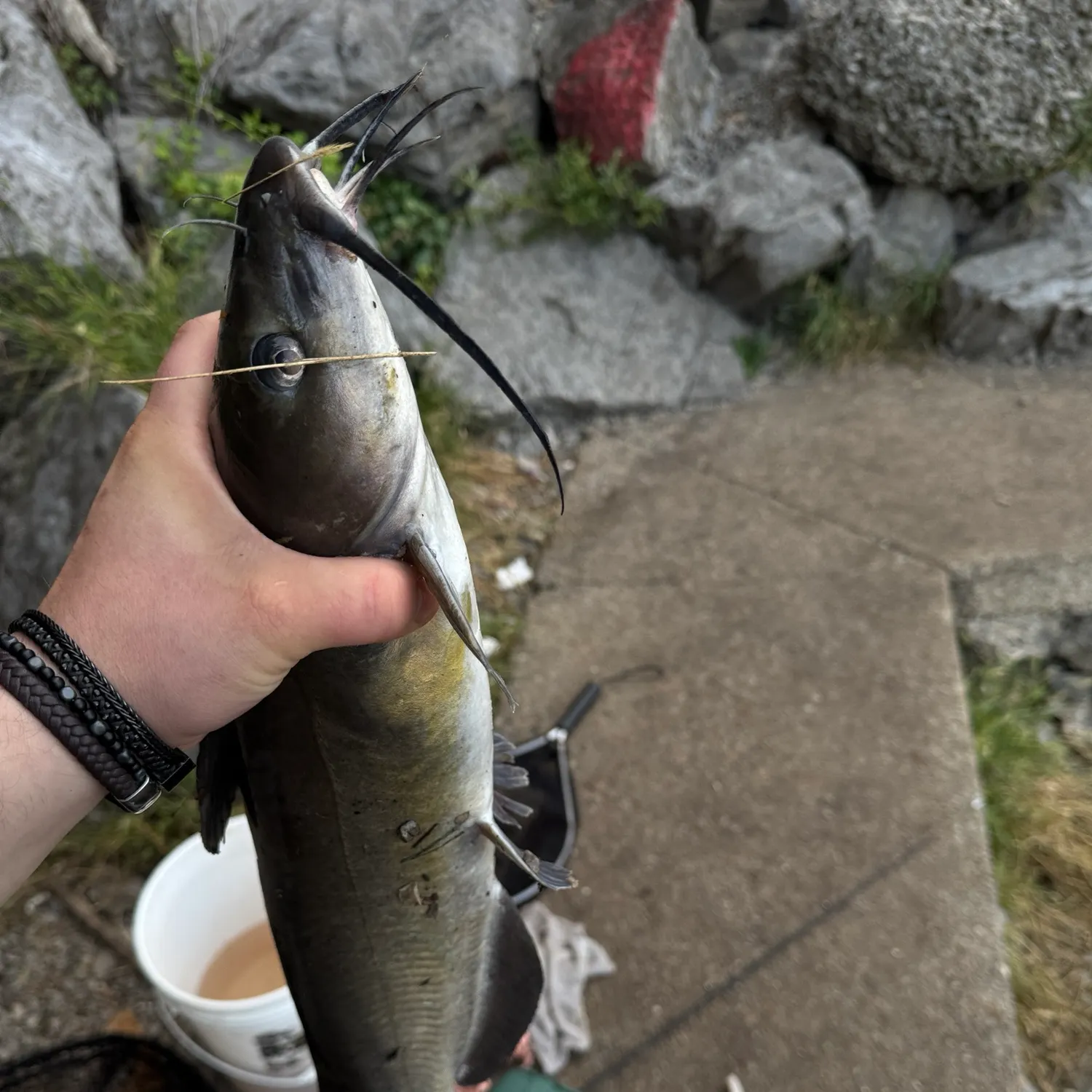 Channel catfish caught on Fishbrain