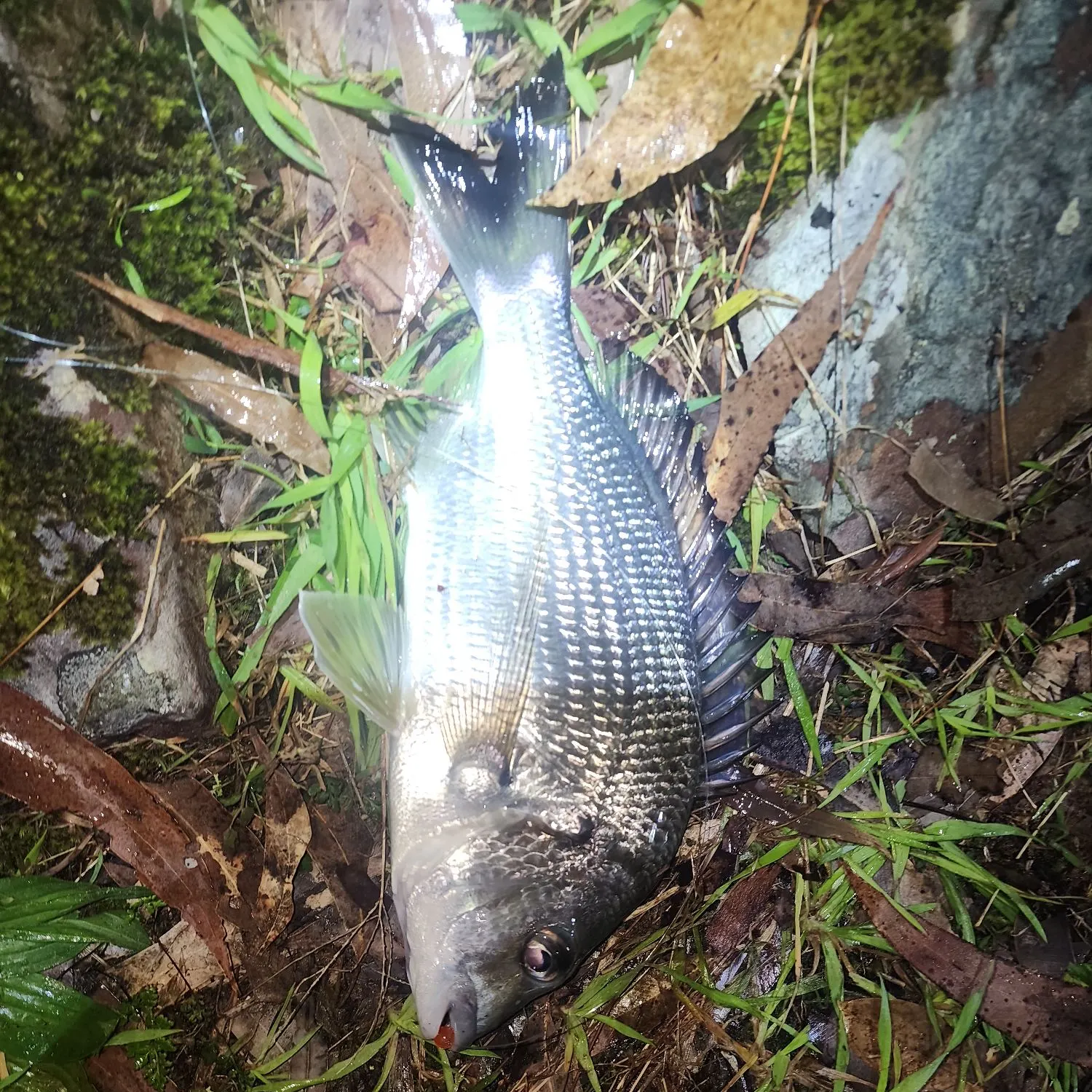 Surf bream caught on Fishbrain