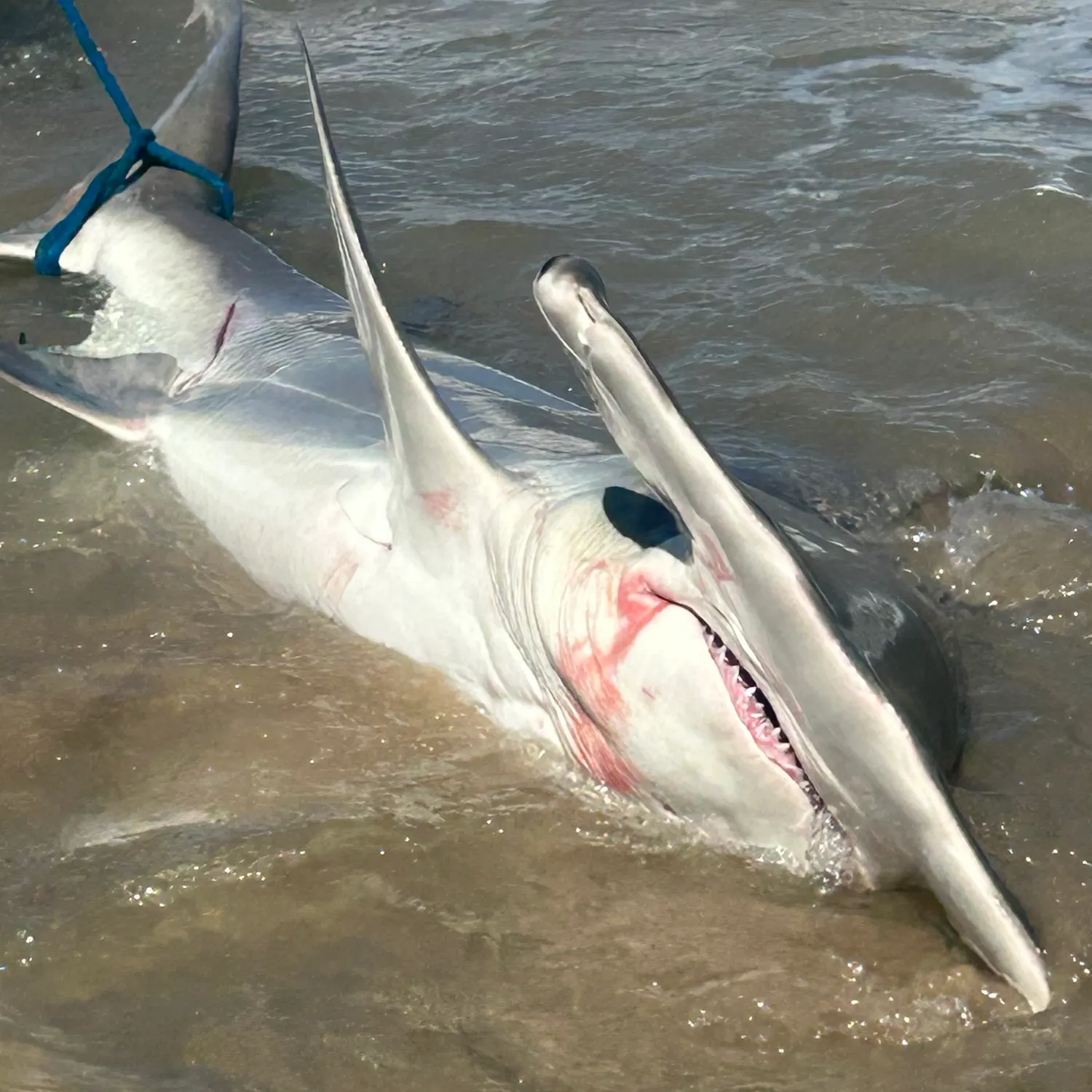 The most recent Great hammerhead shark catches on Fishbrain