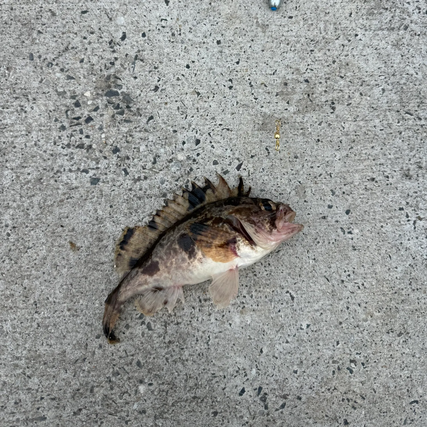 The most recent Malabar grouper catches on Fishbrain