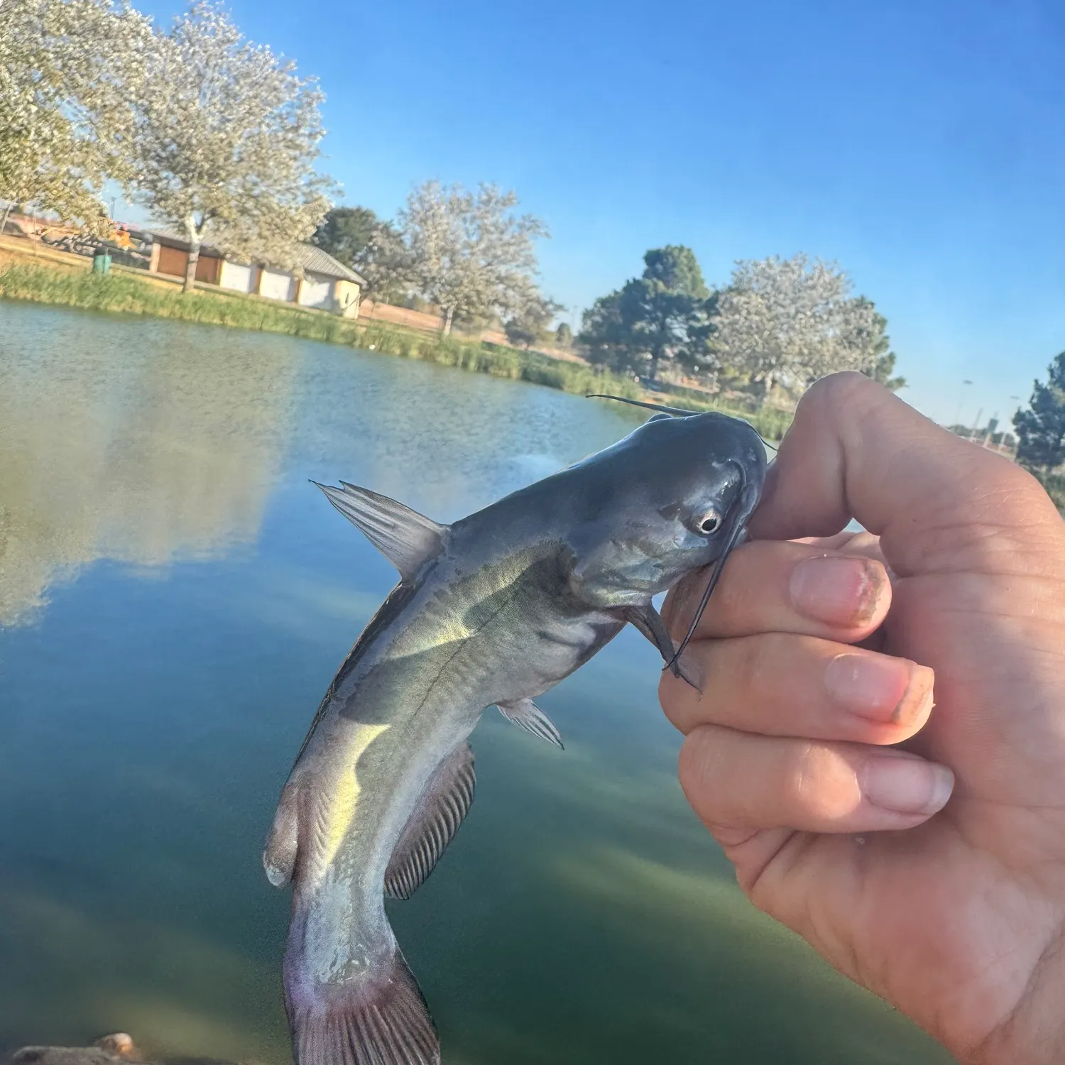 Black bullhead caught on Fishbrain