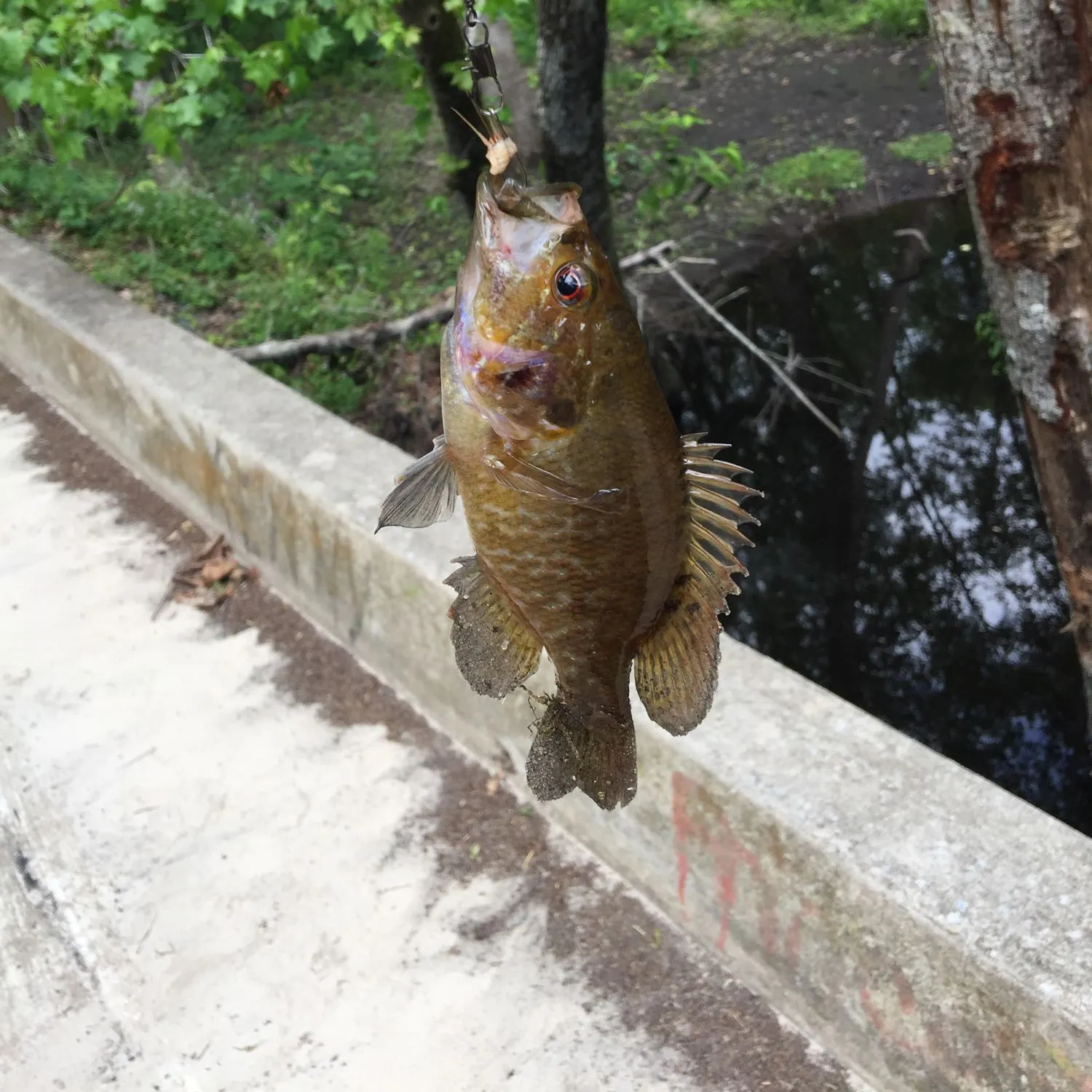 recently logged catches