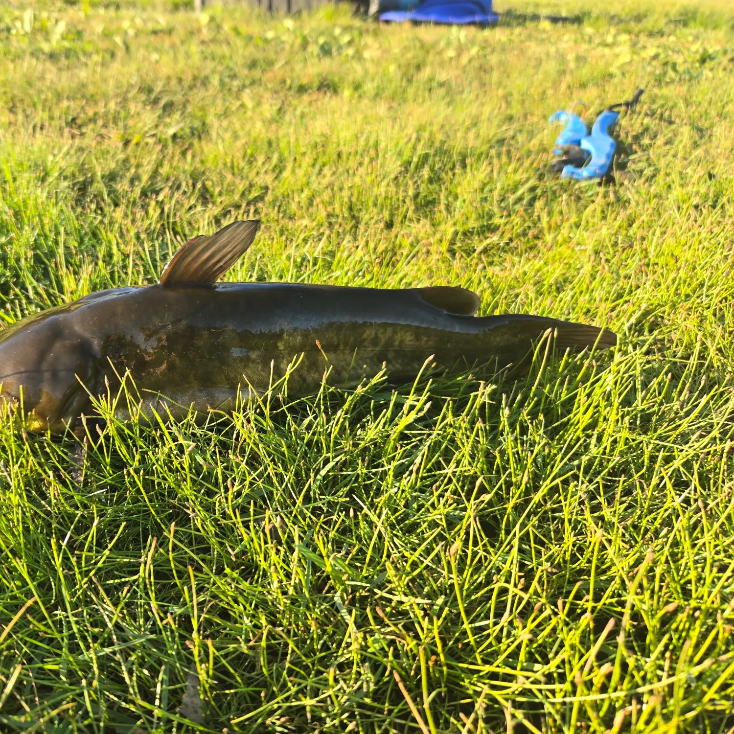 The most recent Brown bullhead catches on Fishbrain