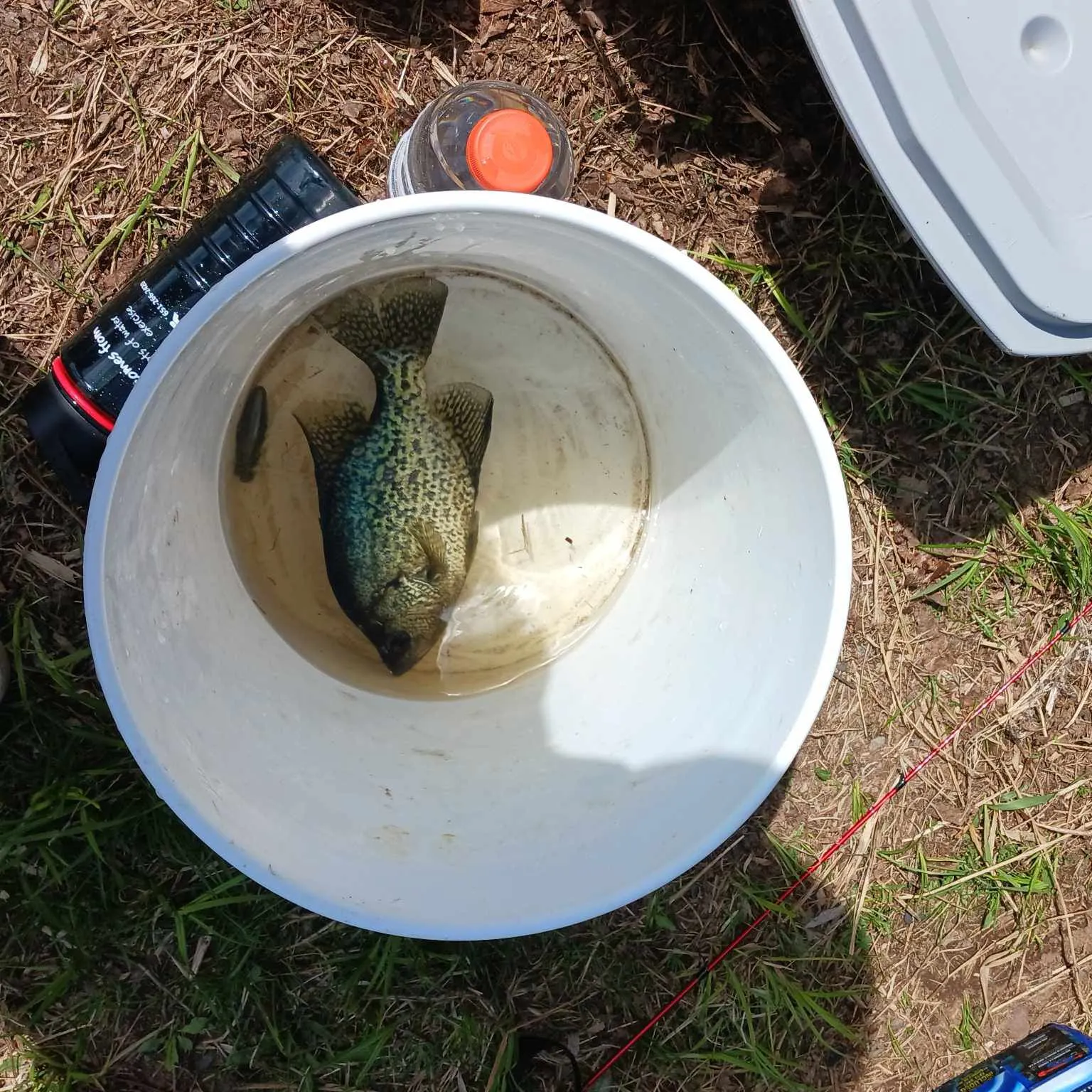 The most recent Black crappie catches on Fishbrain