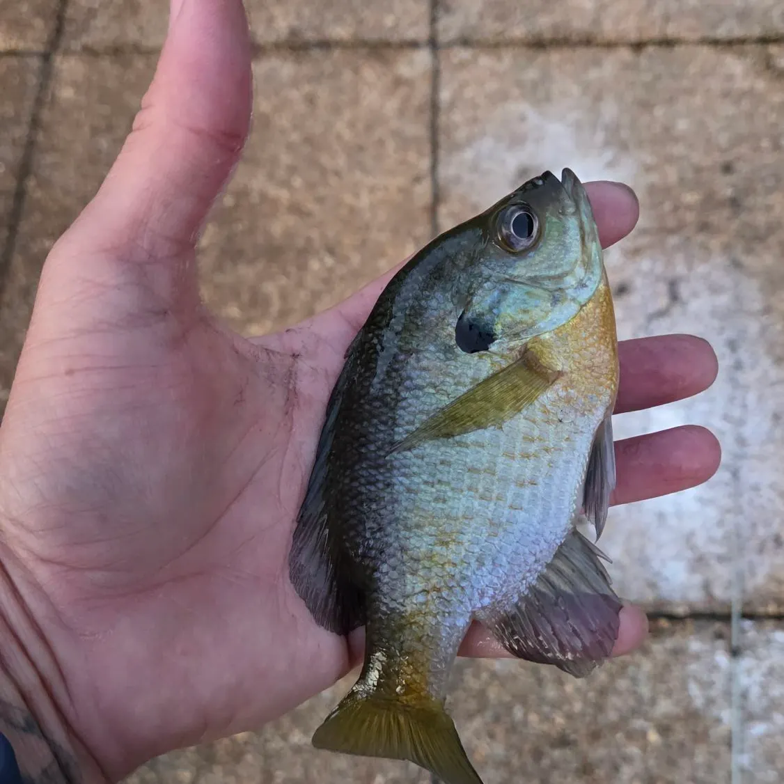 Bluegill caught on Fishbrain