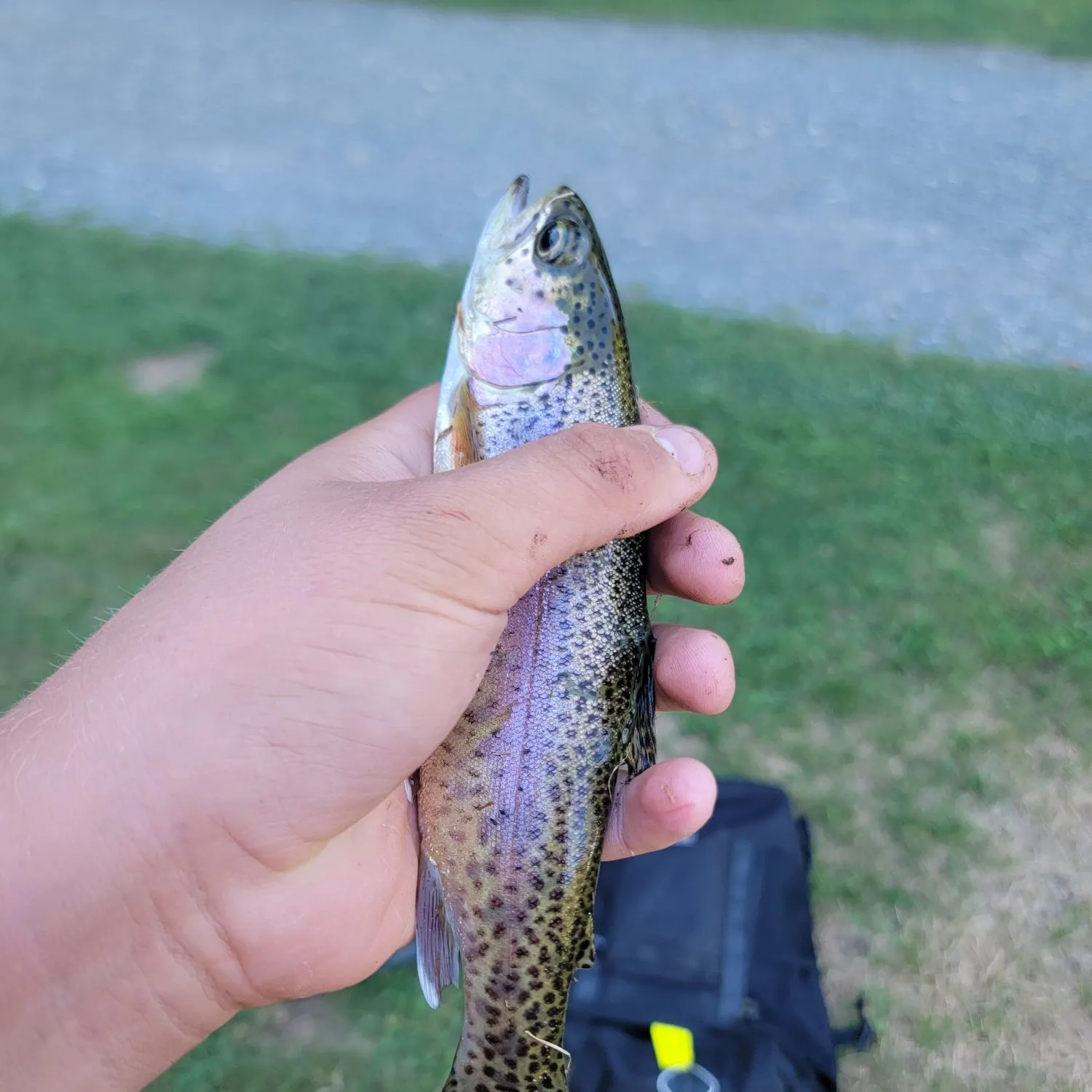 Rainbow trout caught on Fishbrain
