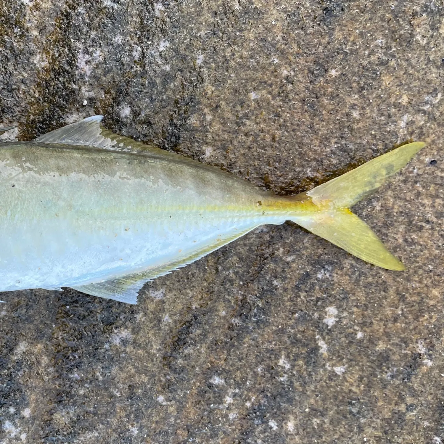 The most recent Yellowtail scad catches on Fishbrain