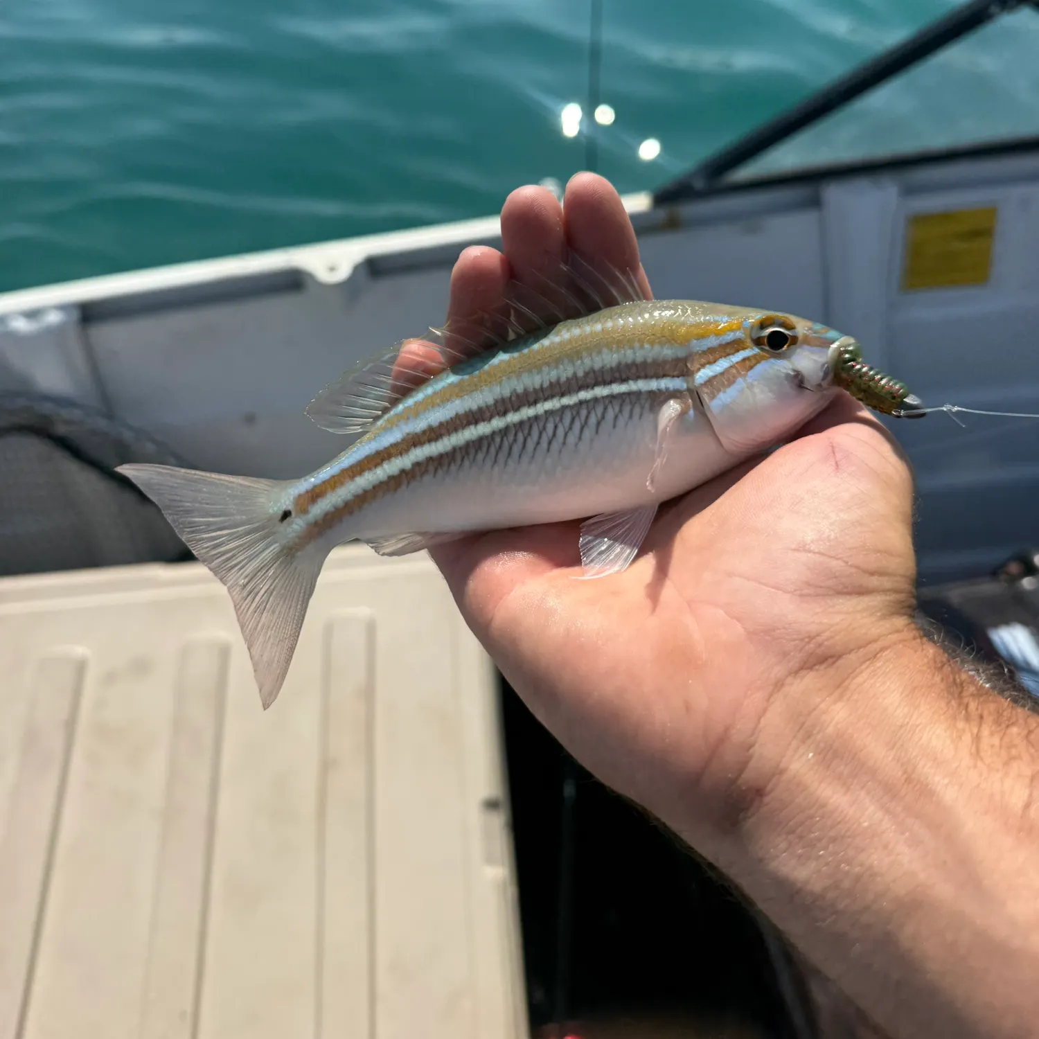 The most recent Three-lined monocle bream catches on Fishbrain