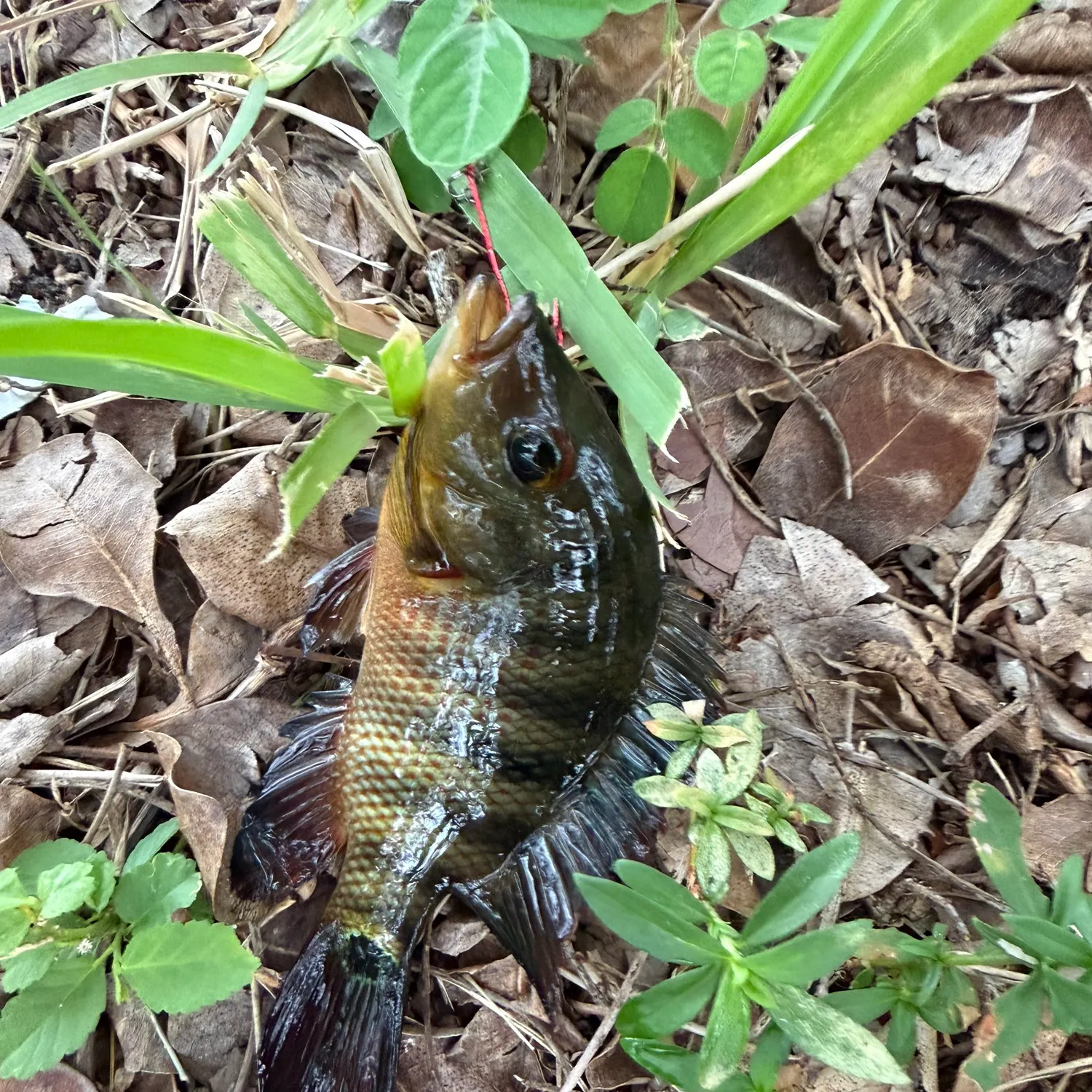 Warmouth caught on Fishbrain