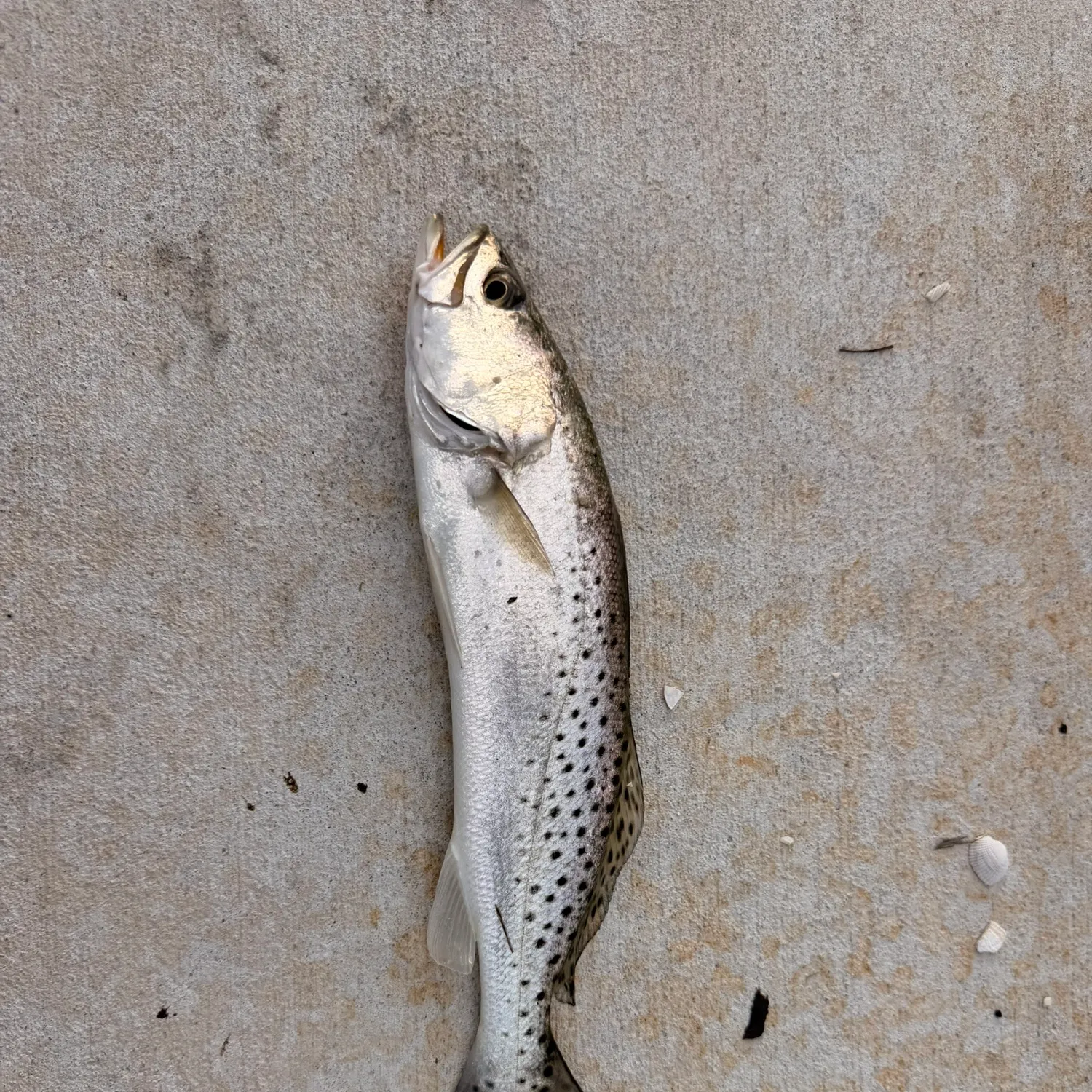 Spotted seatrout caught on Fishbrain