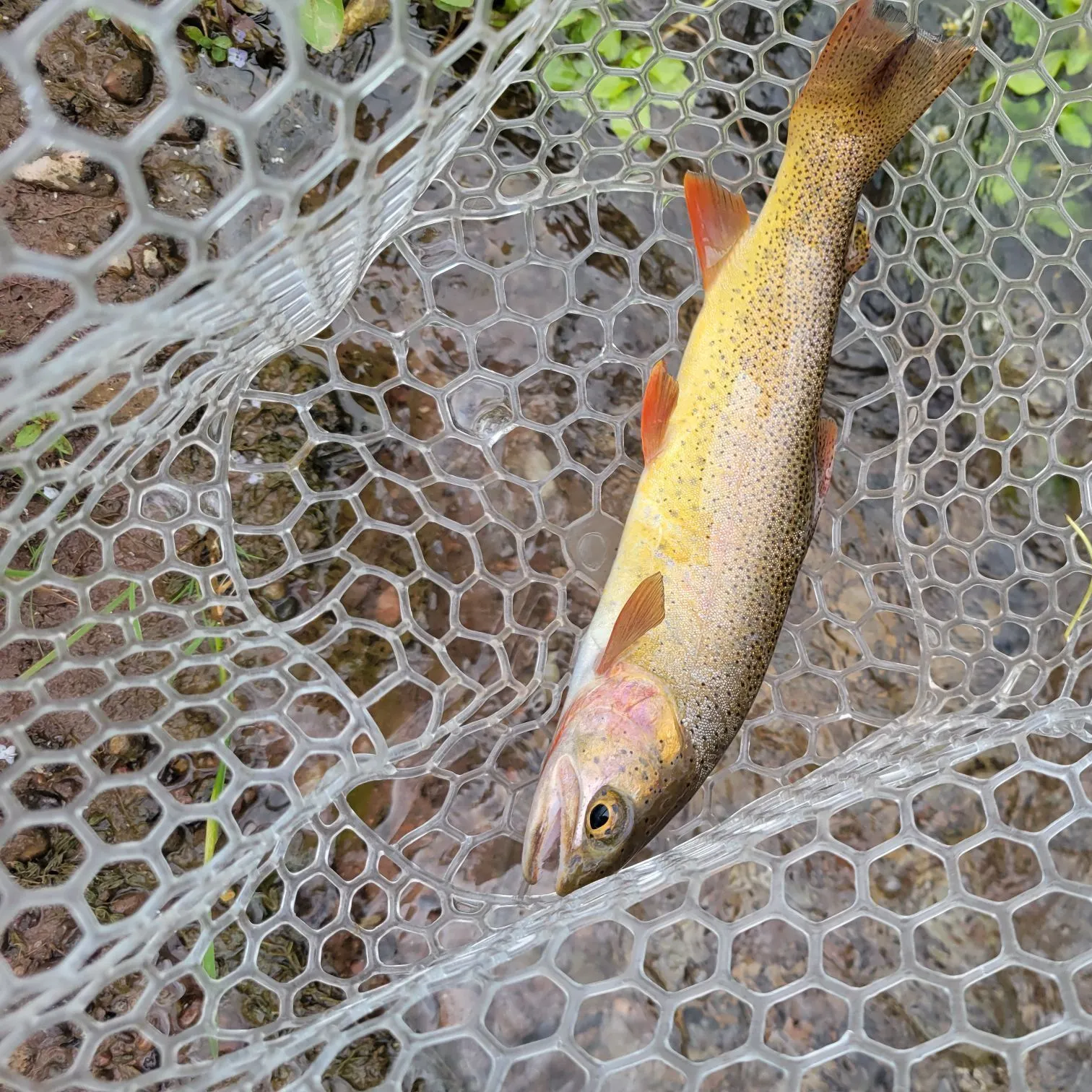 Snake River fine-spotted cutthroat trout caught on Fishbrain