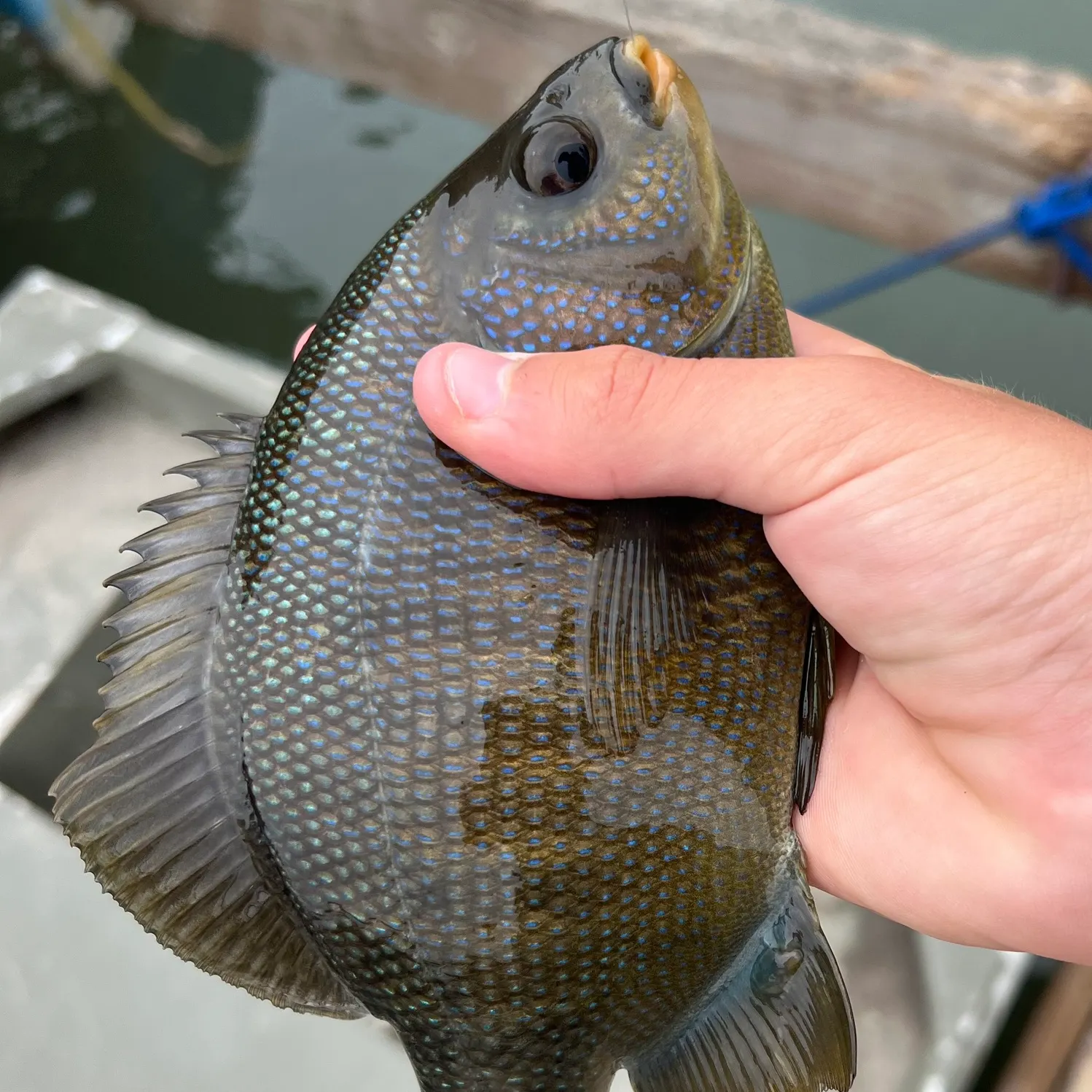 The most recent Black perch catches on Fishbrain