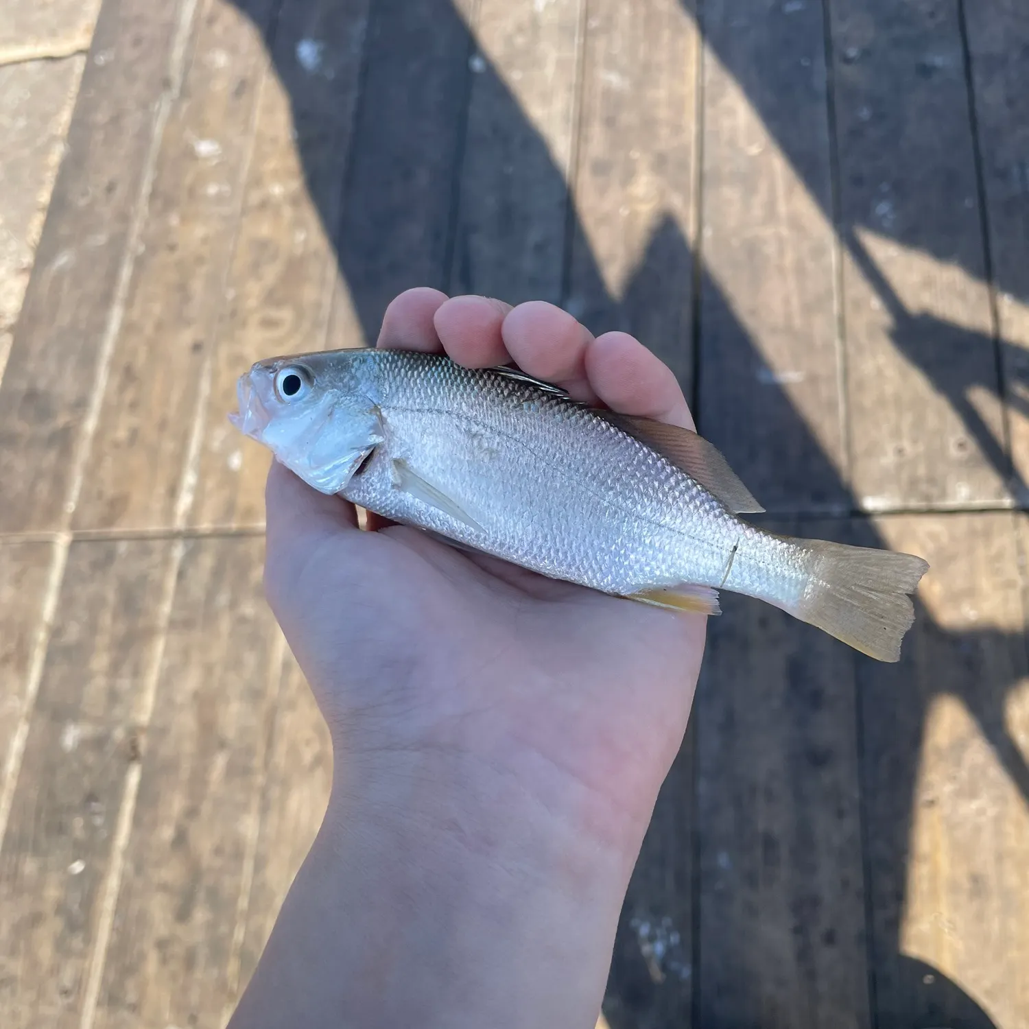 The most recent Silver croaker catches on Fishbrain