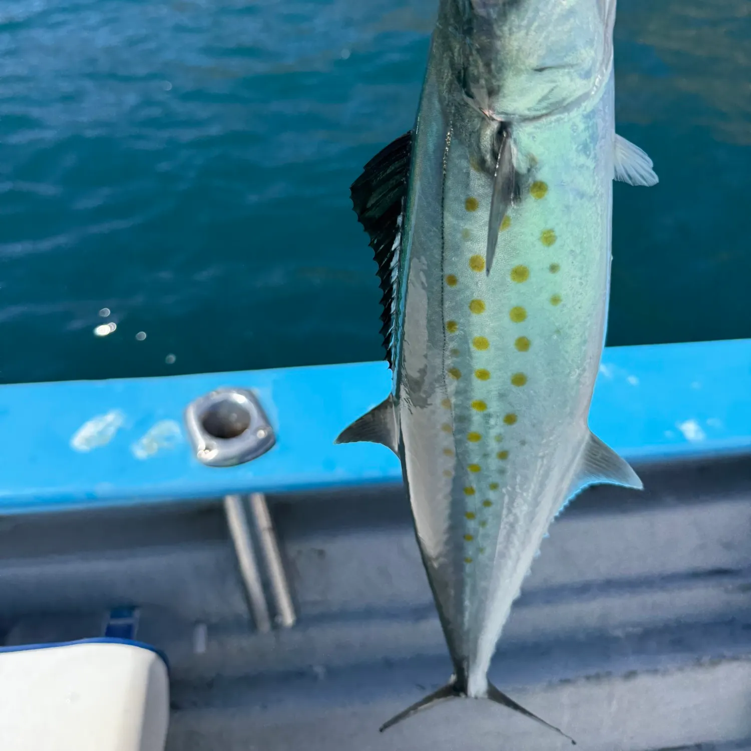 Pacific sierra caught on Fishbrain