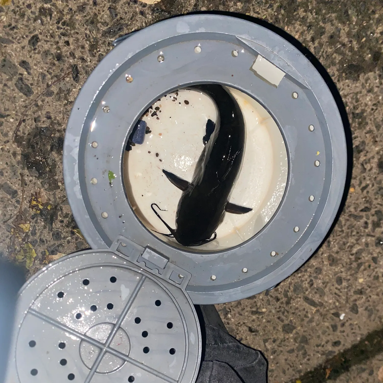 Black bullhead caught on Fishbrain