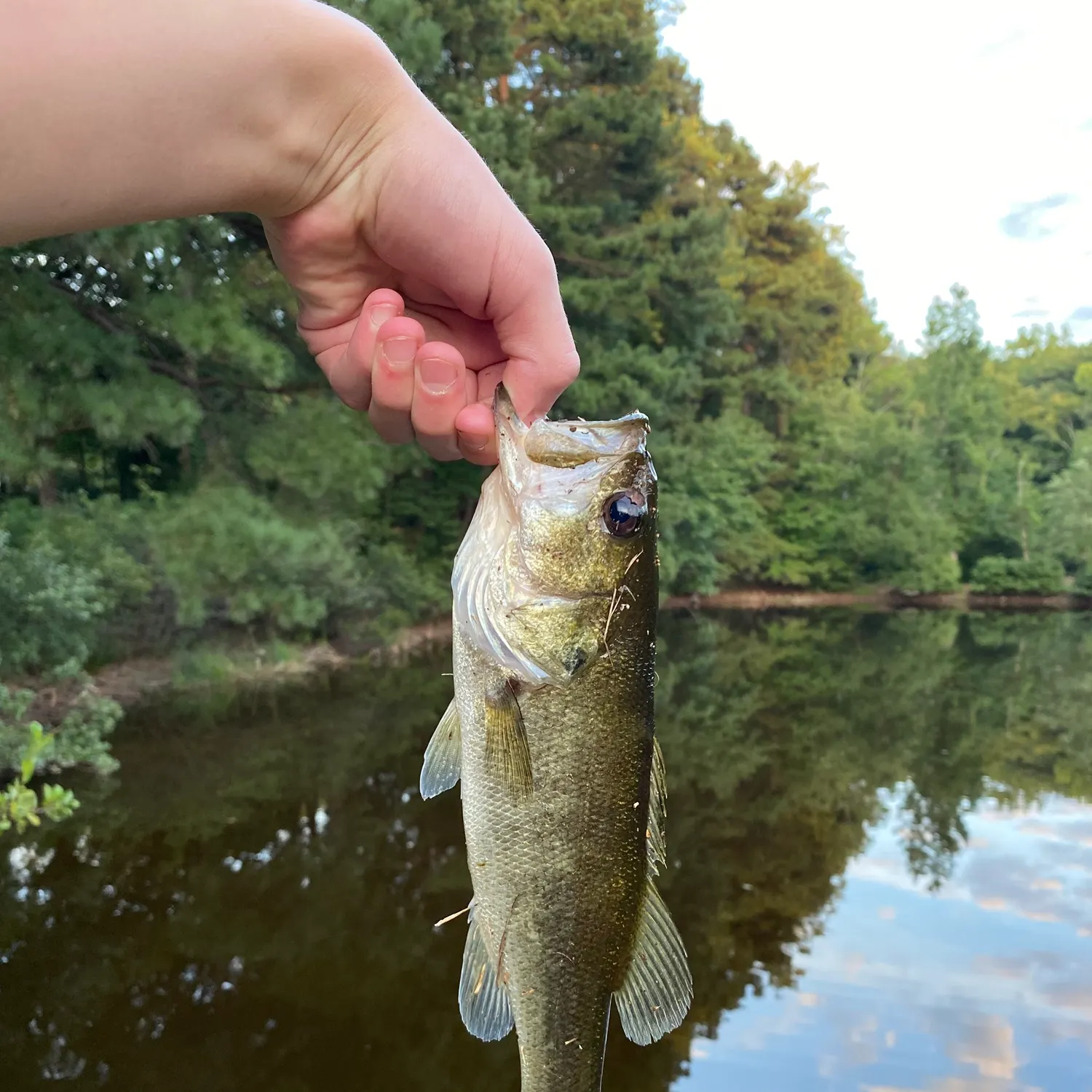 Largemouth bass caught on Fishbrain