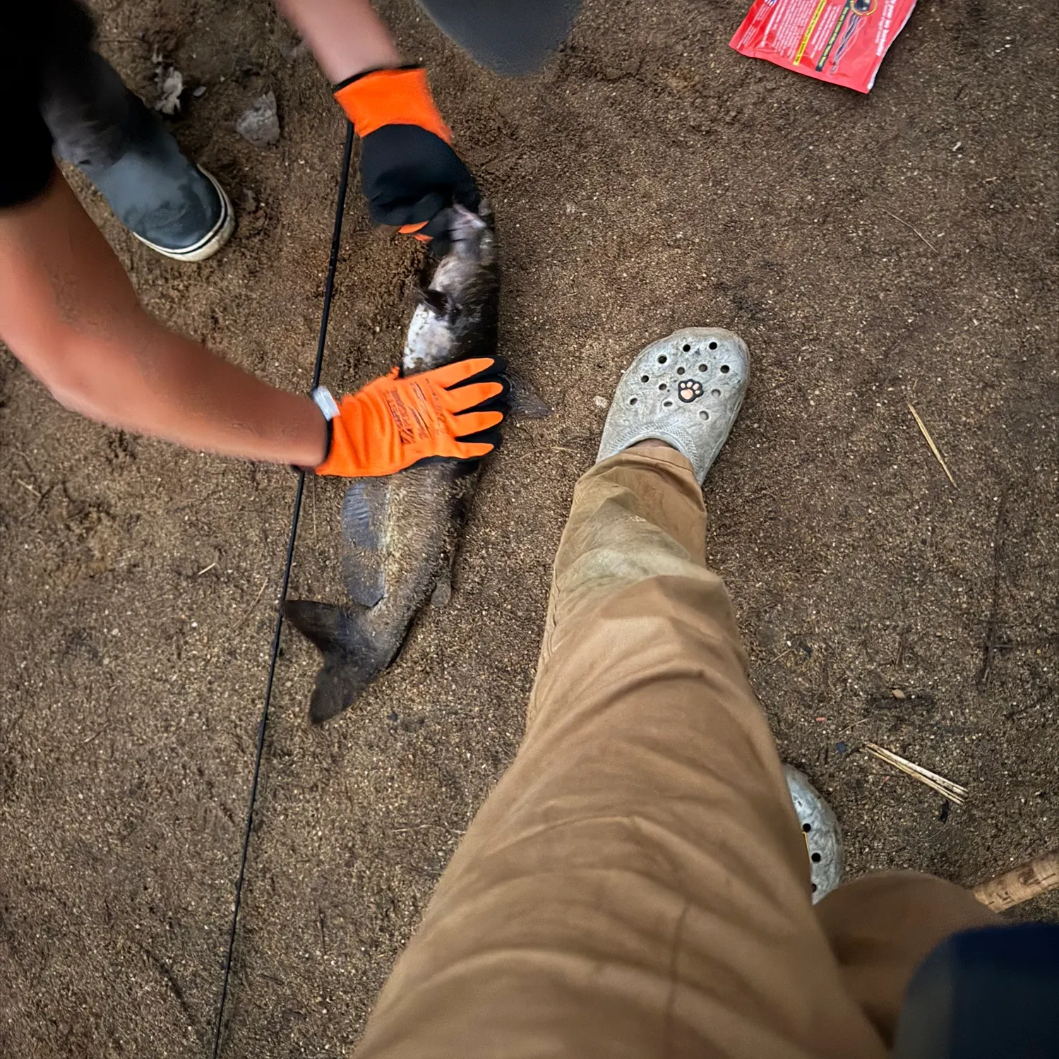 Channel catfish caught on Fishbrain