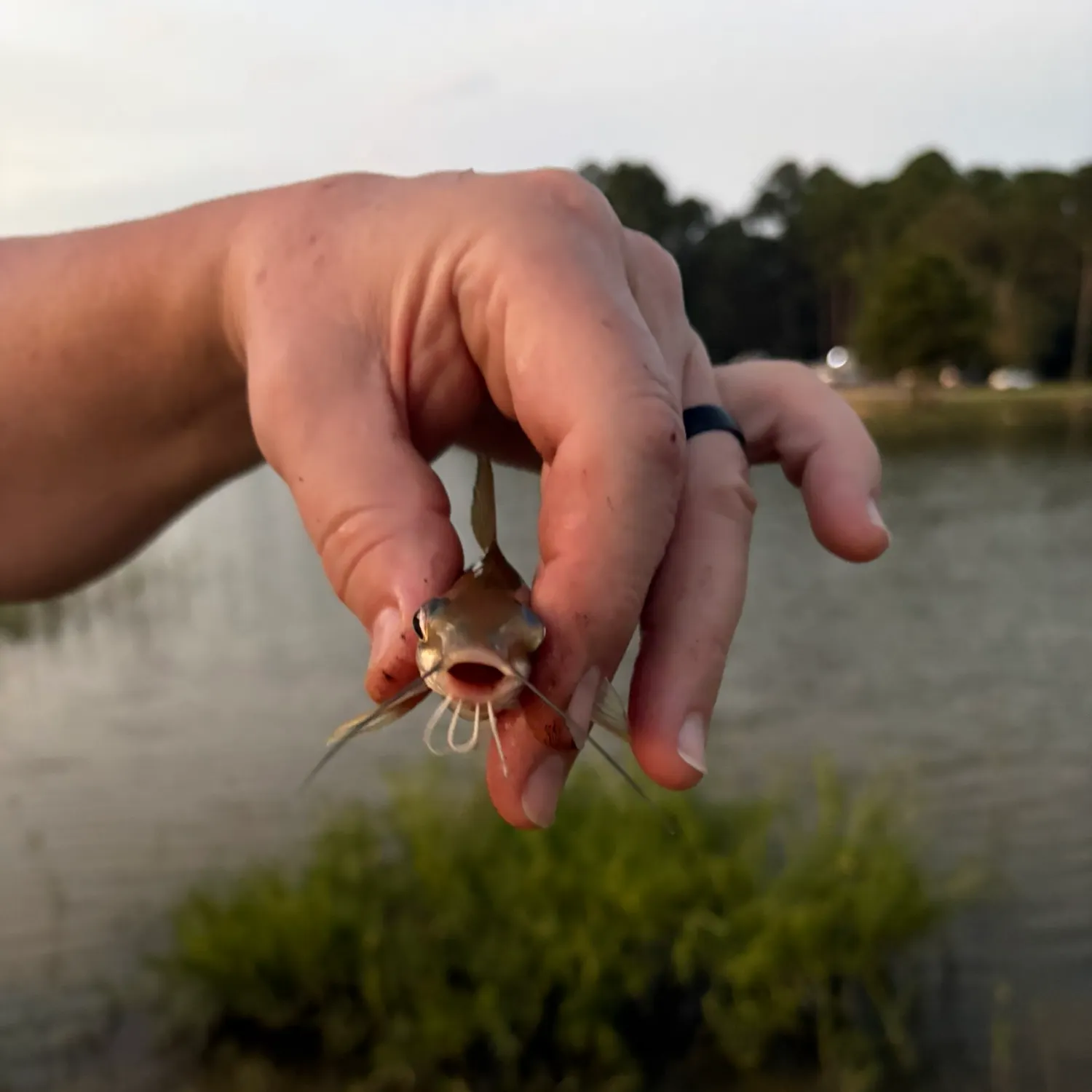 catch