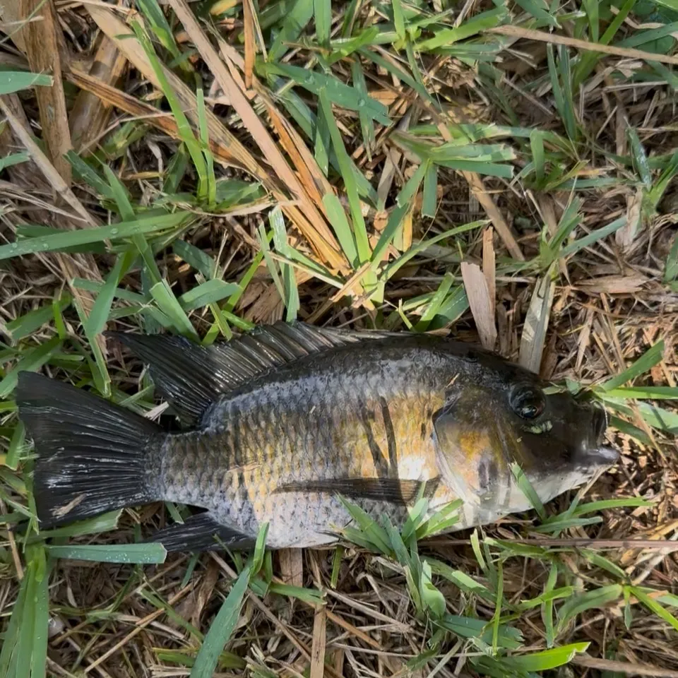 The most recent Blackchin tilapia catches on Fishbrain