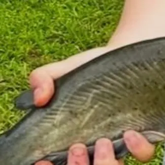 Channel catfish caught on Fishbrain