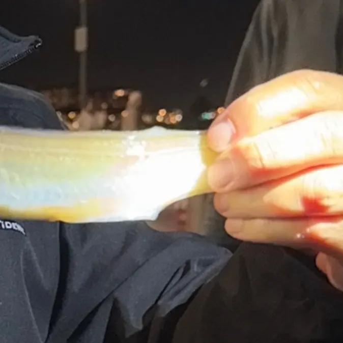 The most recent Pink cusk-eel catches on Fishbrain