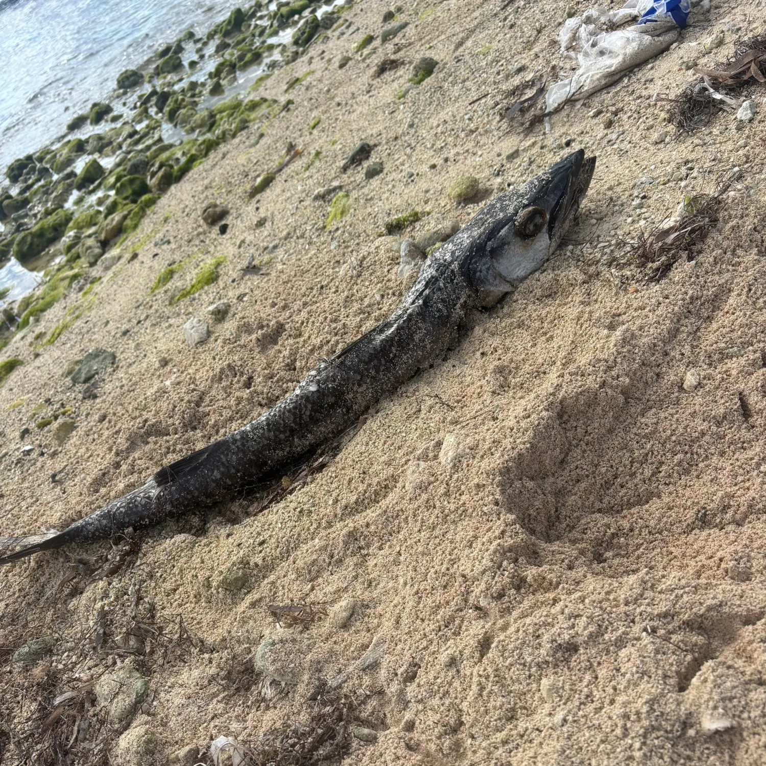 The most recent Great barracuda catches on Fishbrain