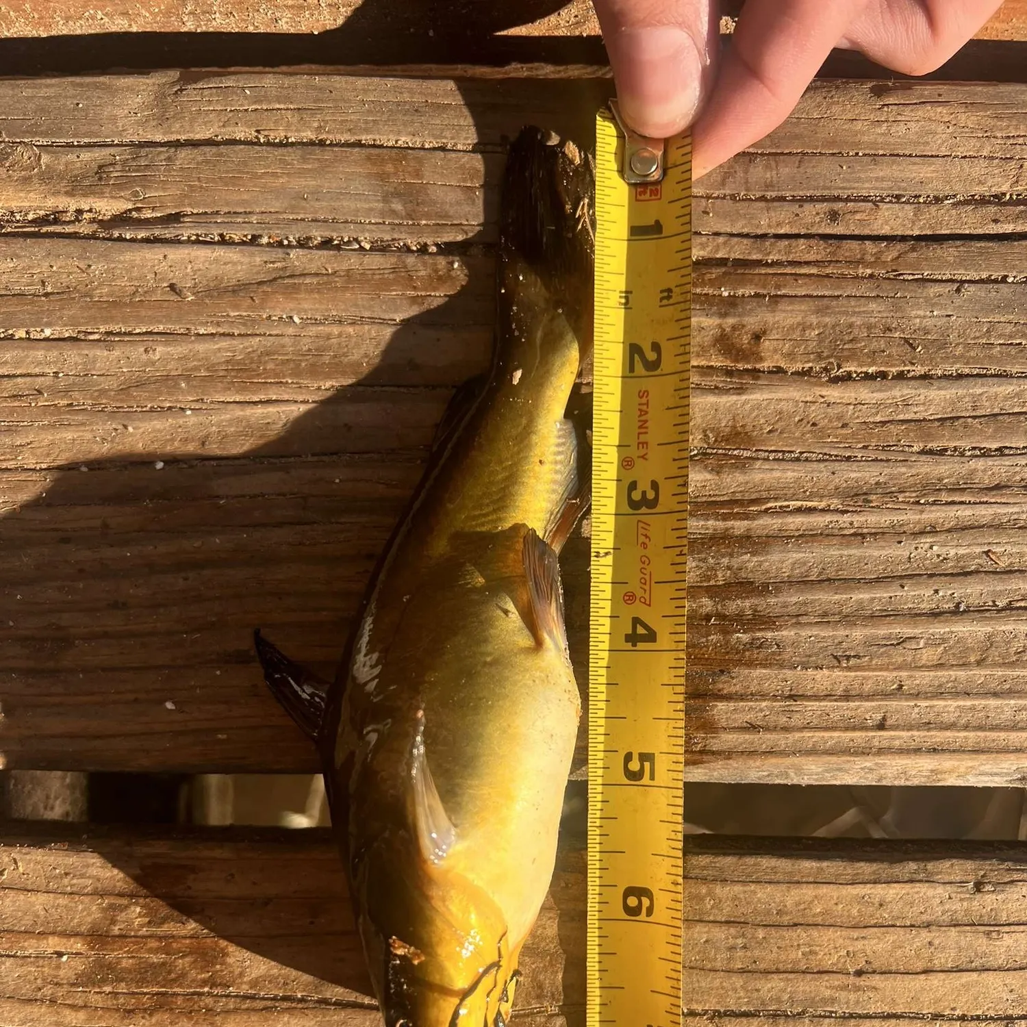recently logged catches