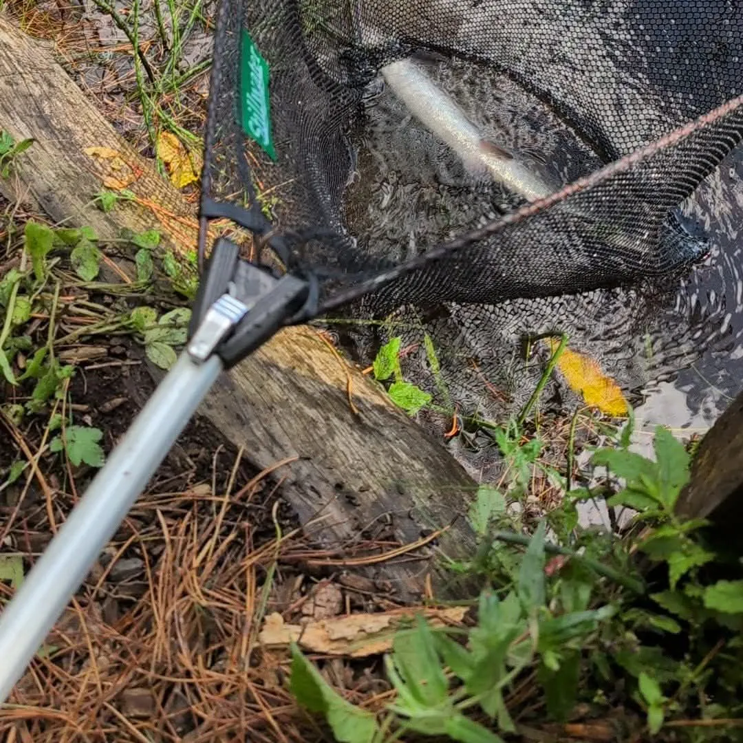 Rainbow trout caught on Fishbrain