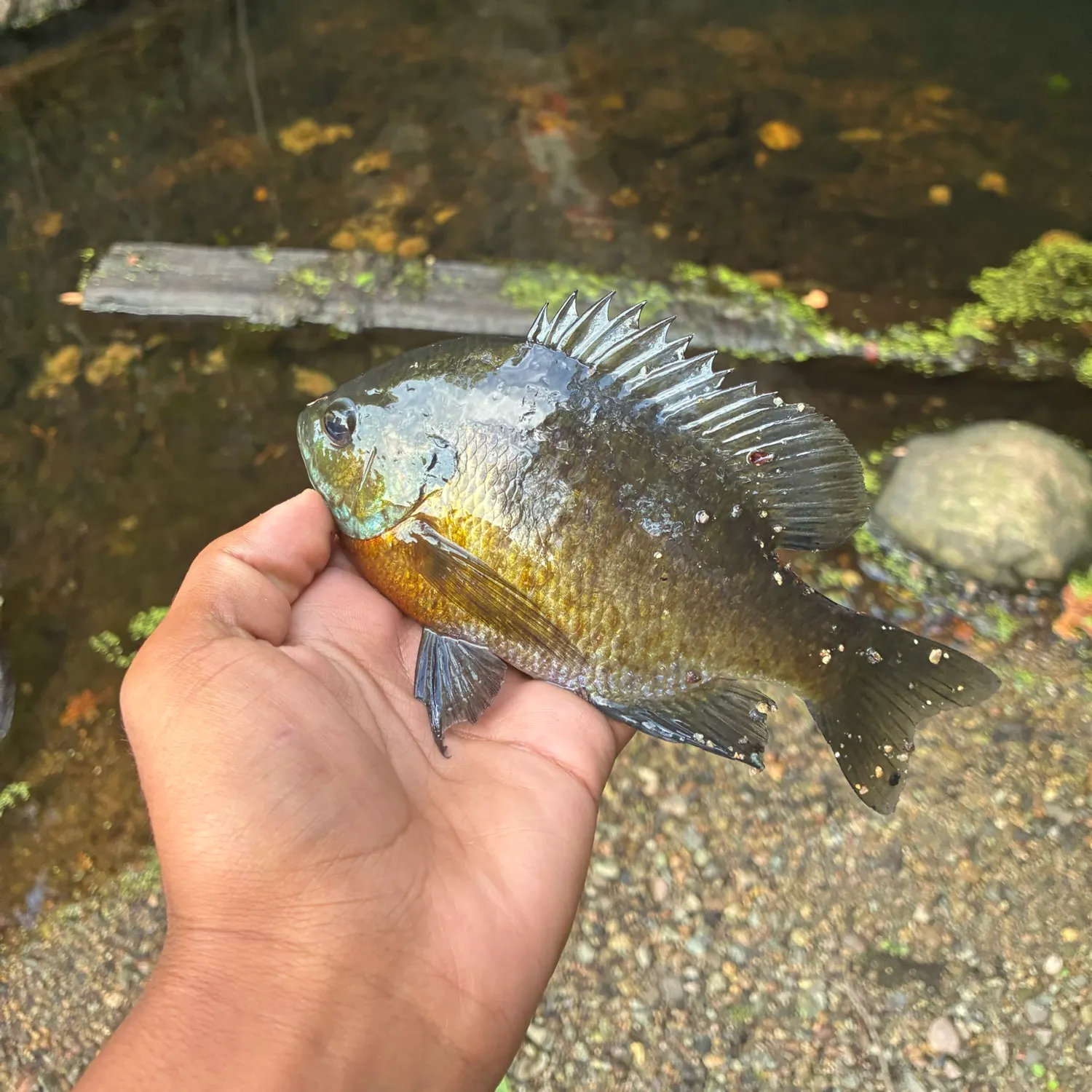Bluegill caught on Fishbrain