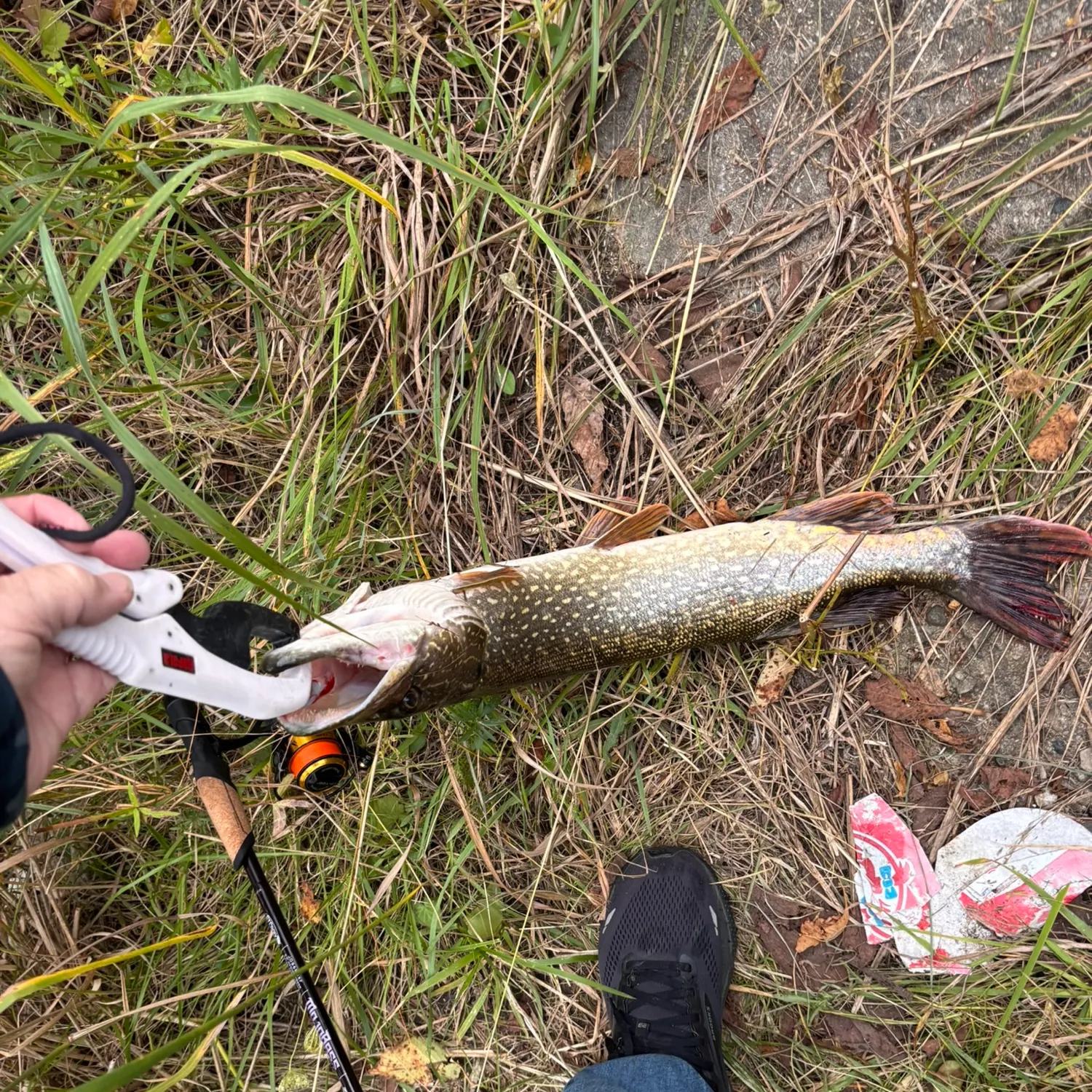 Northern pike caught on Fishbrain