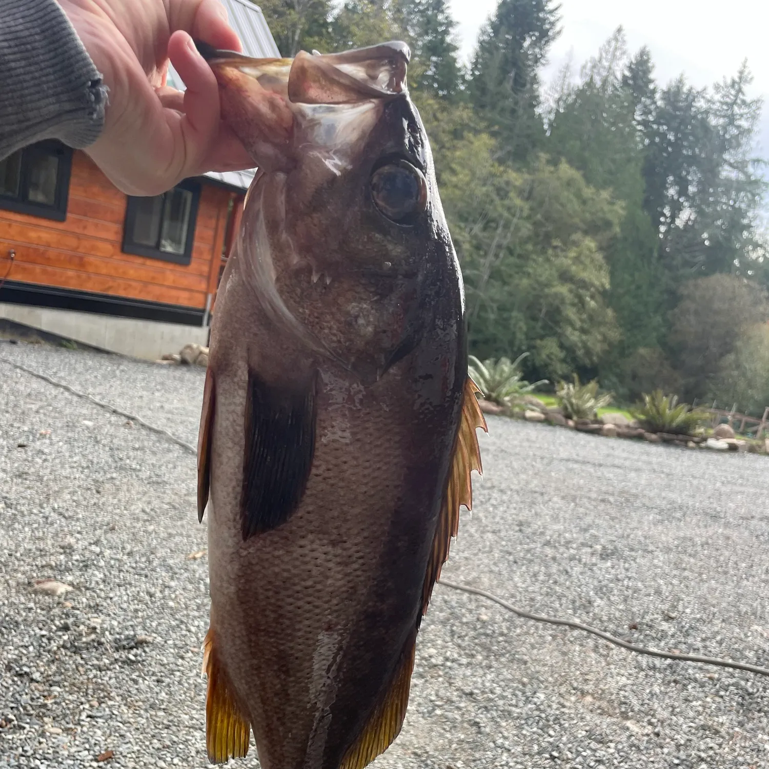 Yellowtail rockfish caught on Fishbrain