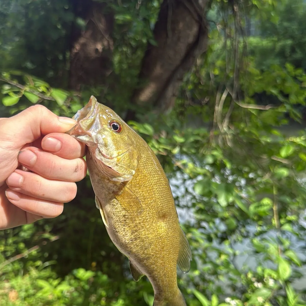 Smallmouth bass caught on Fishbrain