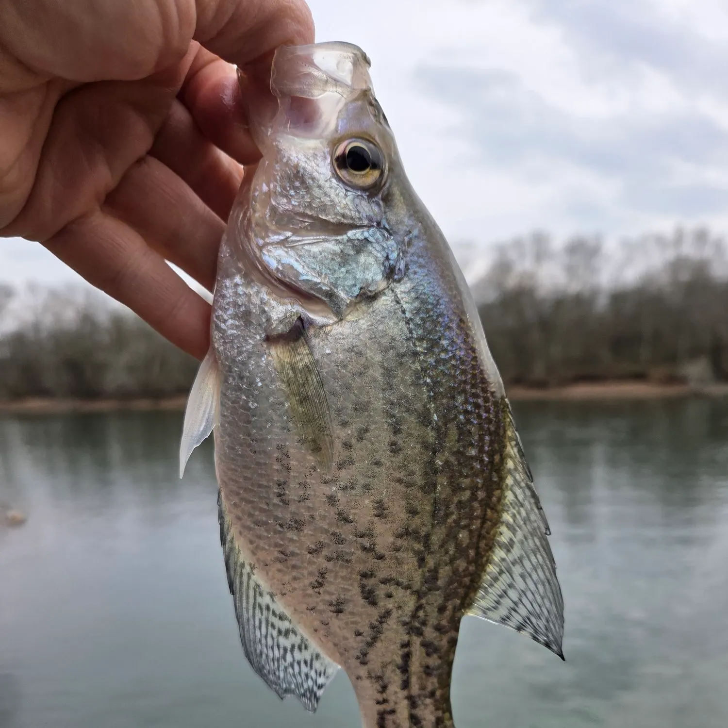 The most recent Black crappie catches on Fishbrain