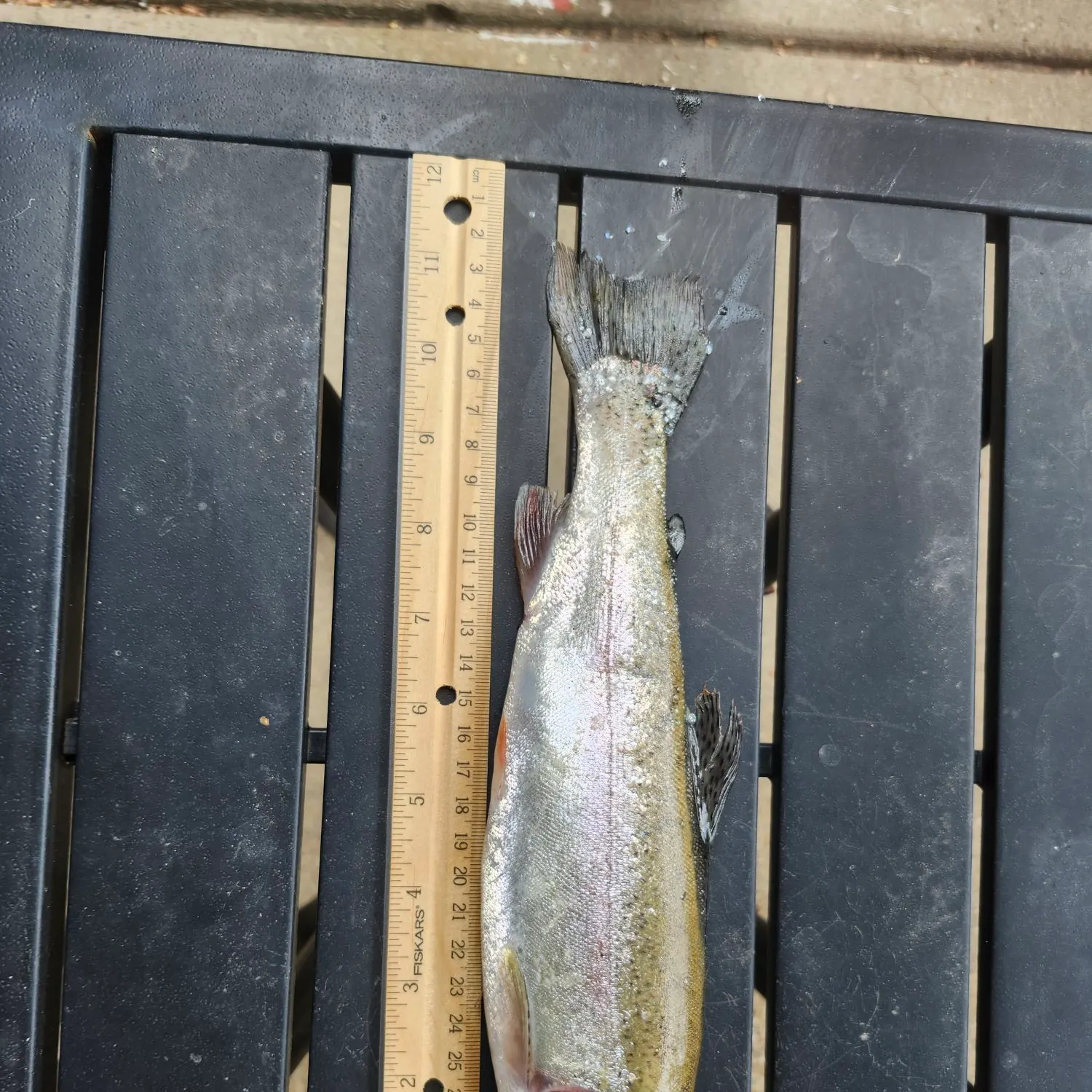 Rainbow trout caught on Fishbrain