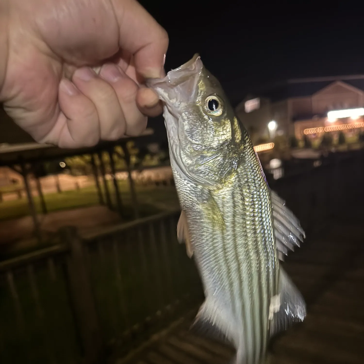 The most recent Striped bass catches on Fishbrain
