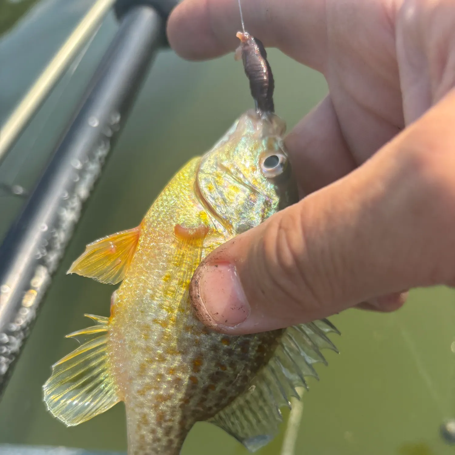 Pumpkinseed caught on Fishbrain