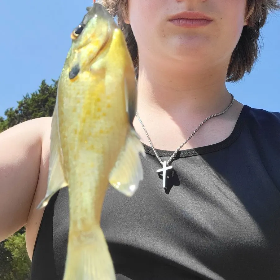 Green sunfish caught on Fishbrain