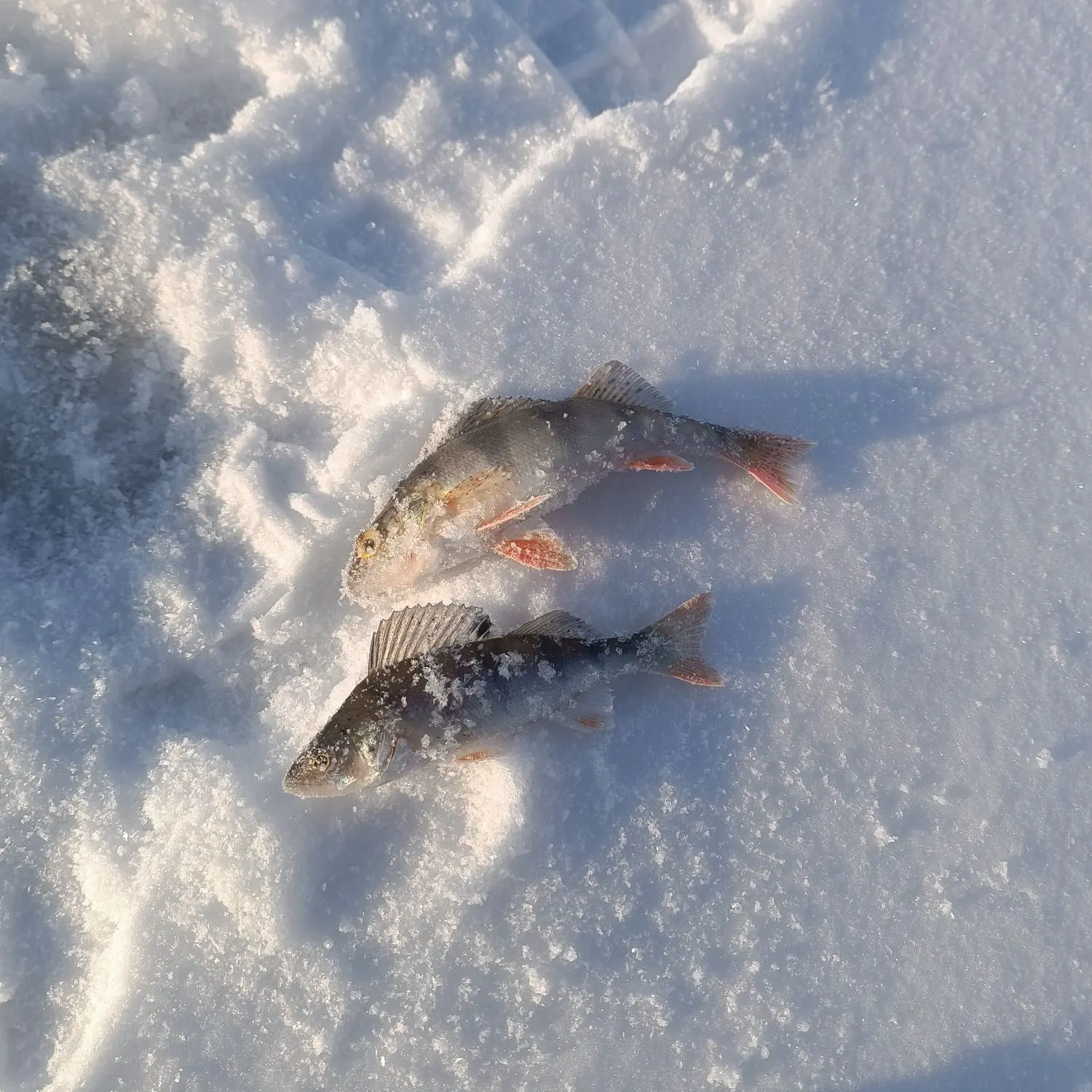 The most recent European perch catches on Fishbrain