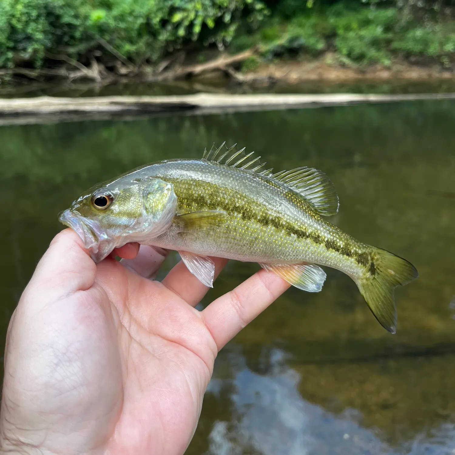 Spotted bass caught on Fishbrain