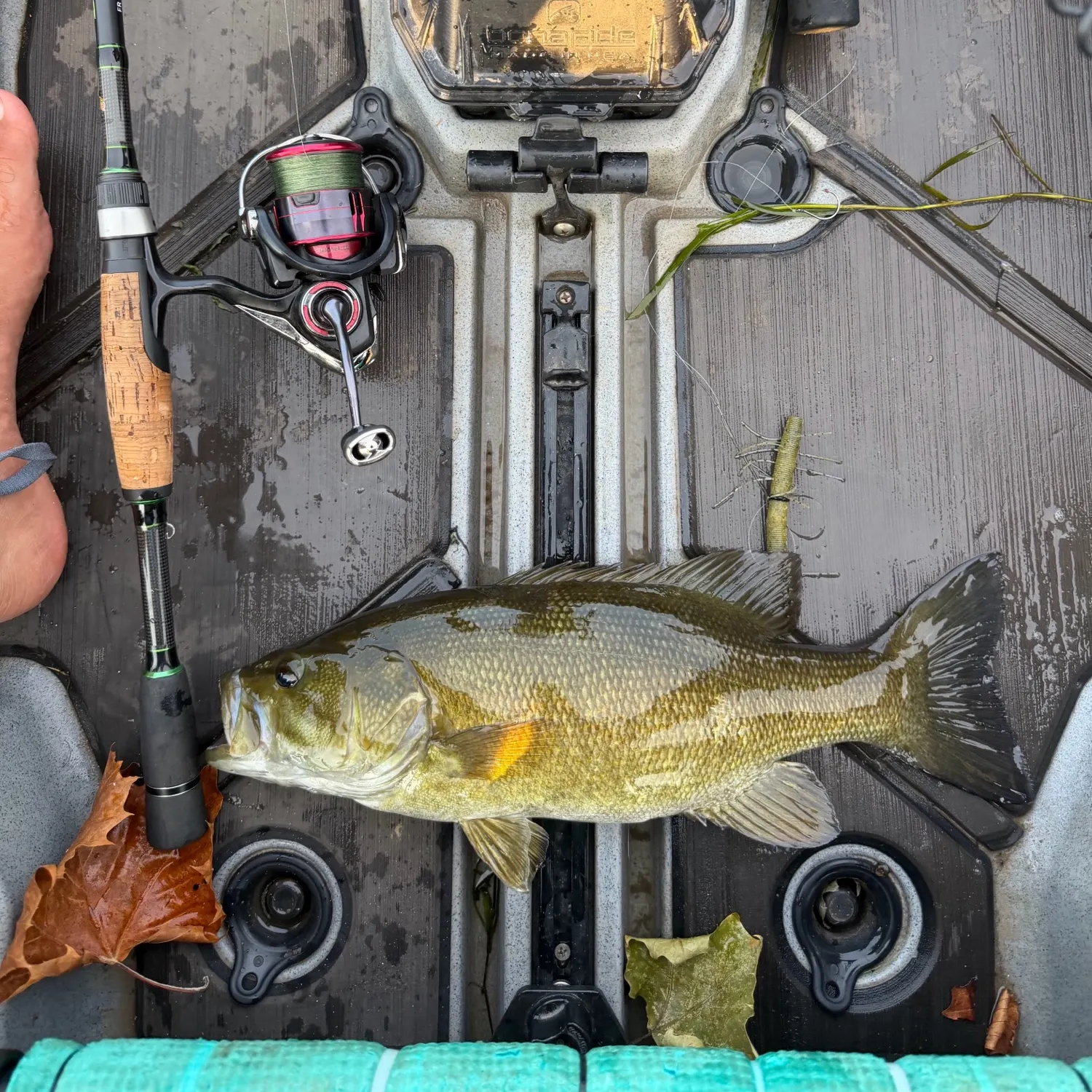 Smallmouth bass caught on Fishbrain
