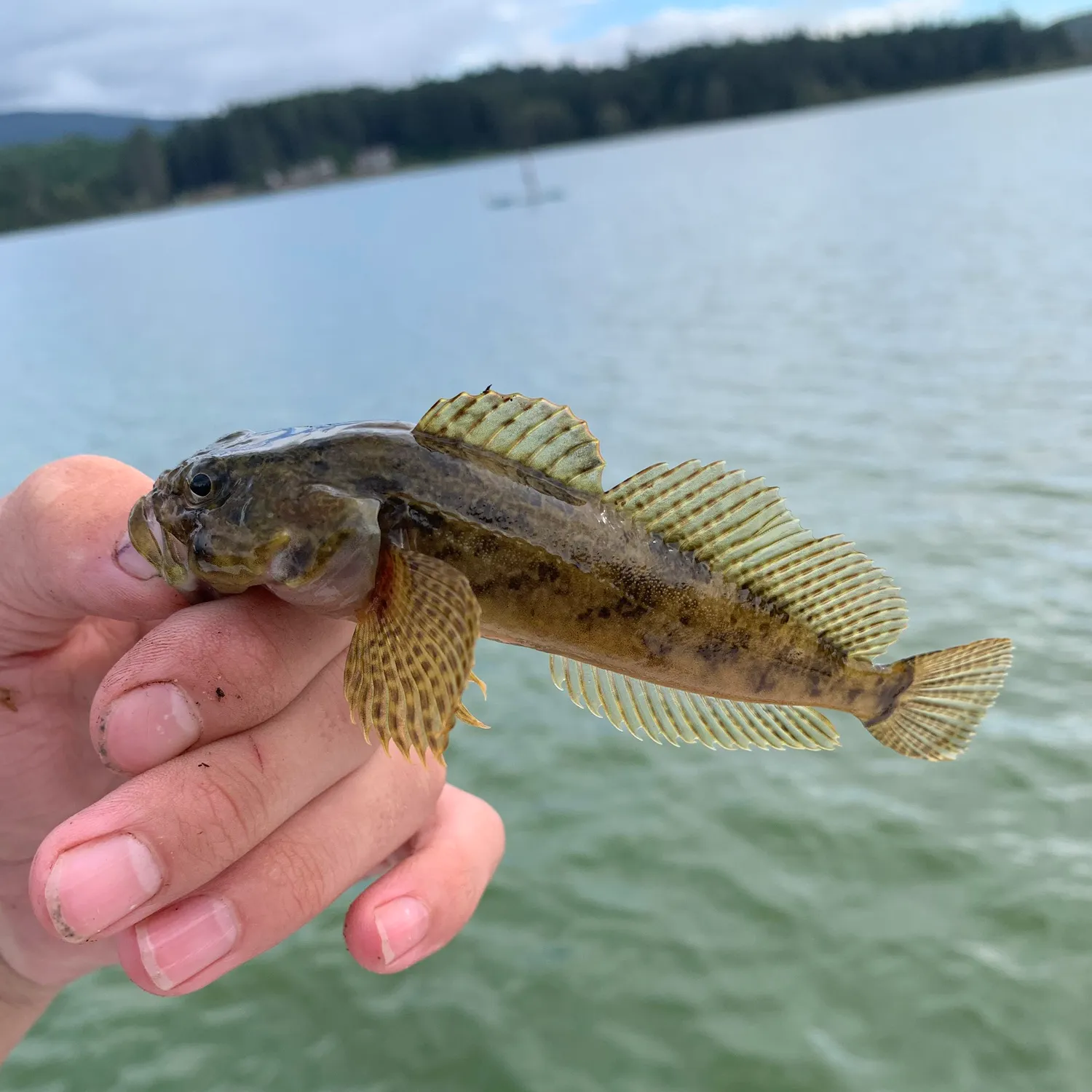 Mottled sculpin caught on Fishbrain