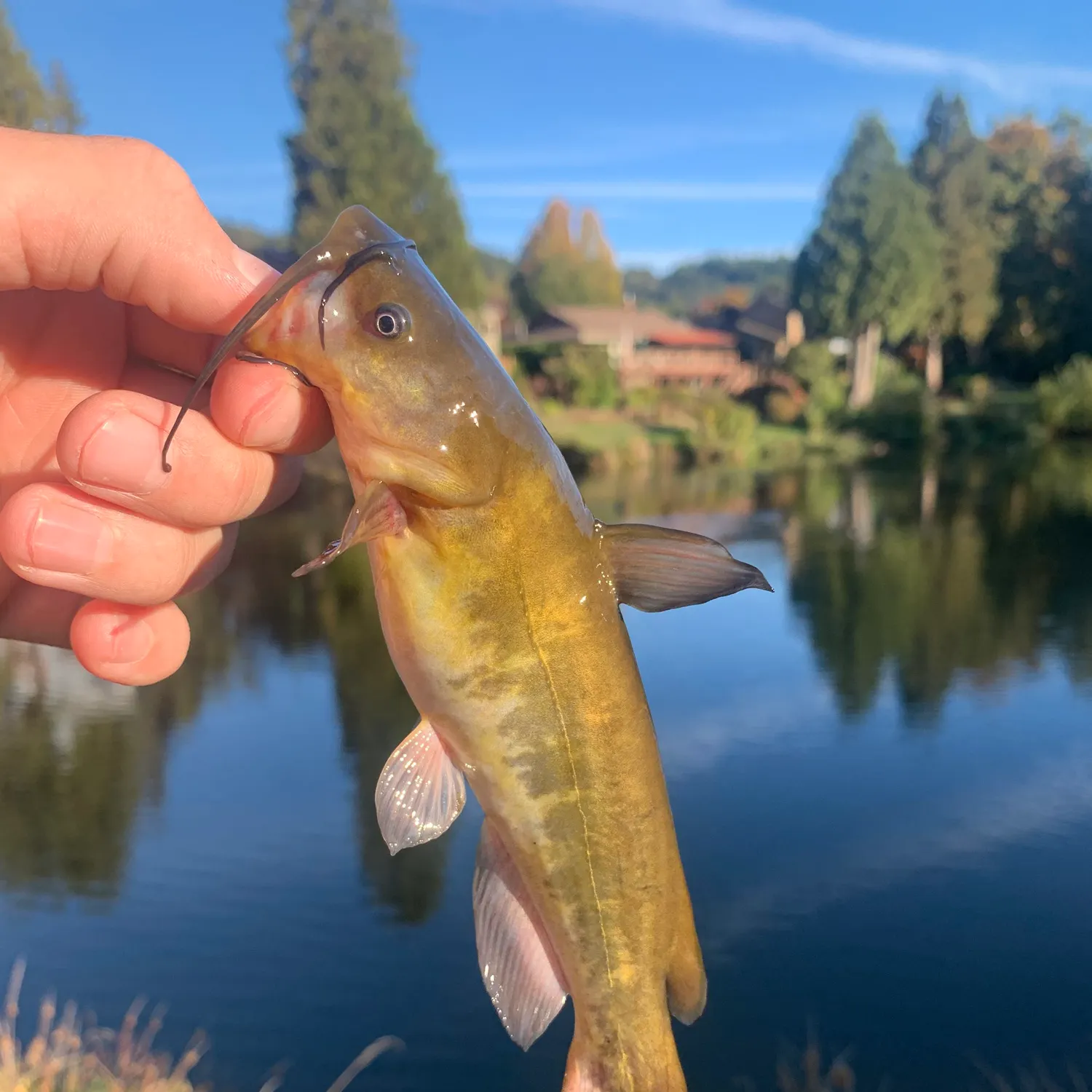 Brown bullhead caught on Fishbrain