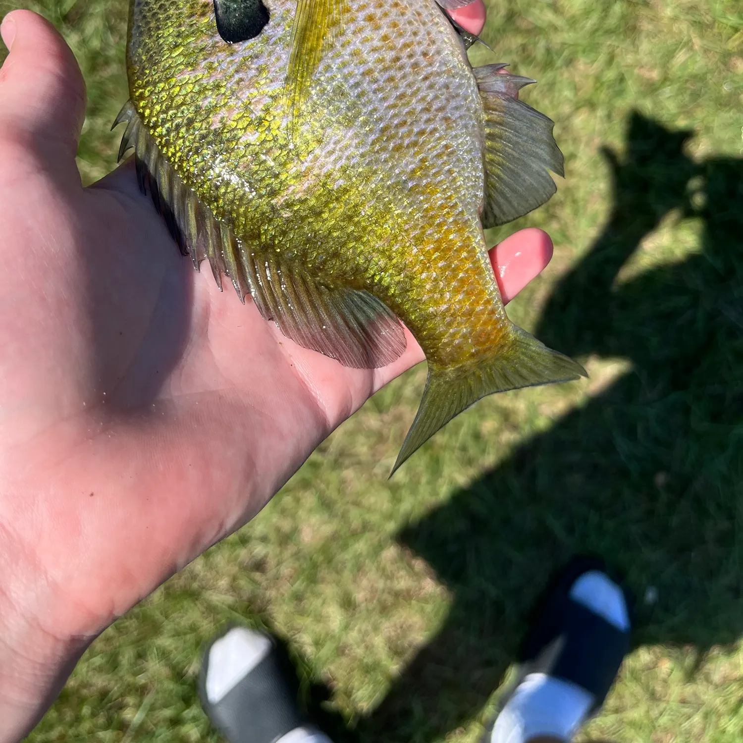 Bluegill caught on Fishbrain