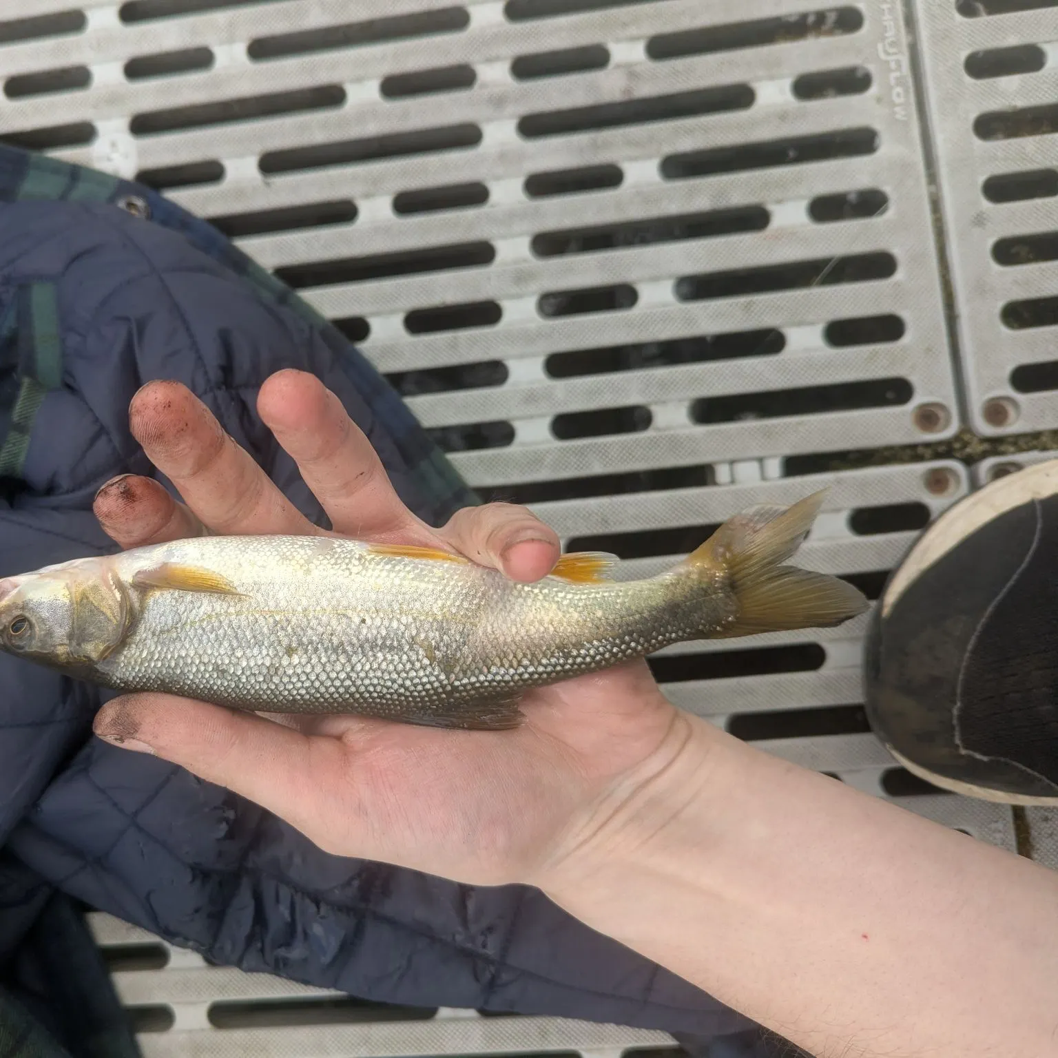 The most recent Umpqua pikeminnow catches on Fishbrain