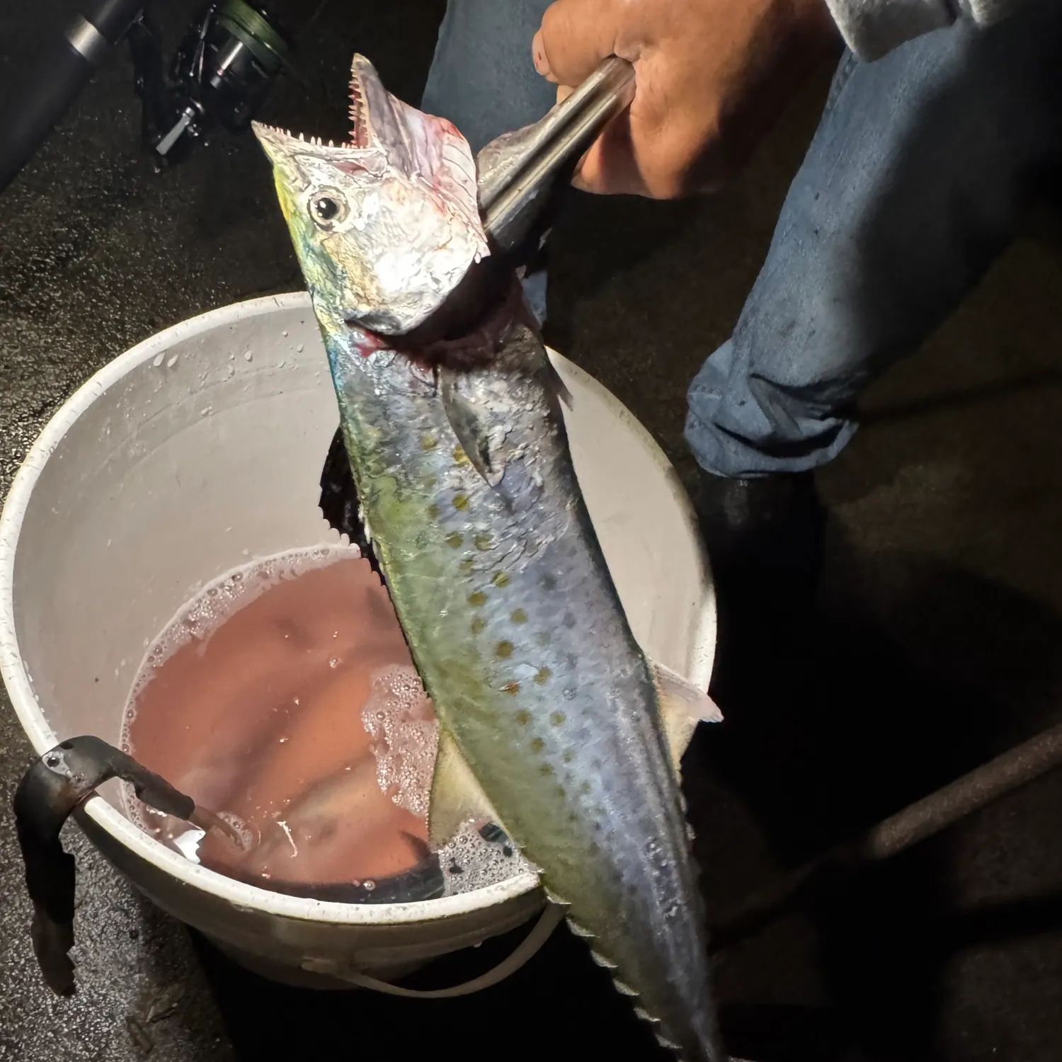 Spanish mackerel caught on Fishbrain