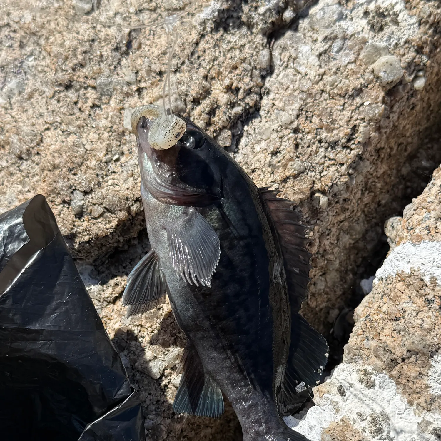 Blue rockfish caught on Fishbrain