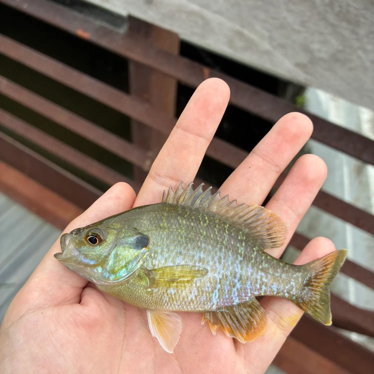 Greengill hybrid caught on Fishbrain