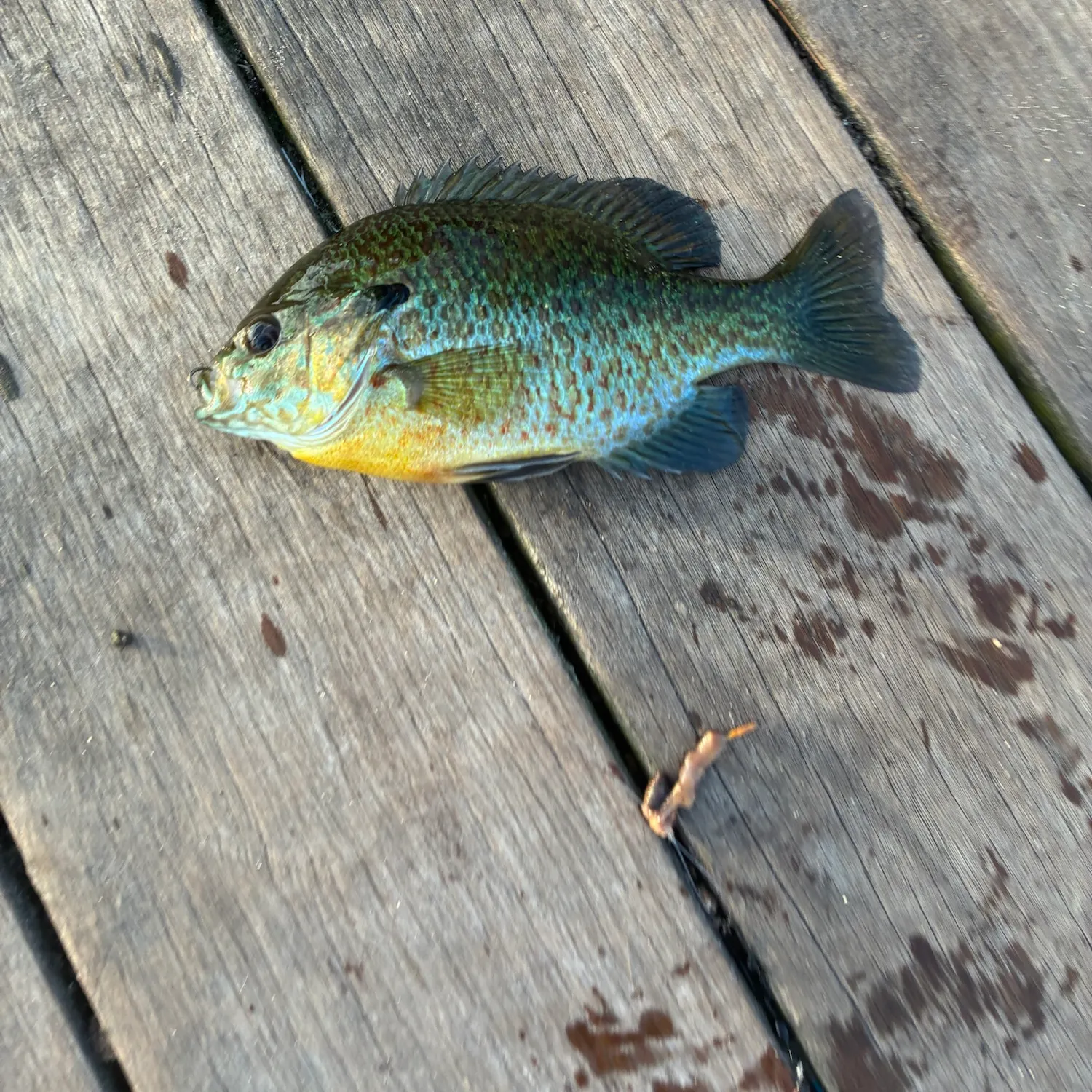 Bluegill caught on Fishbrain