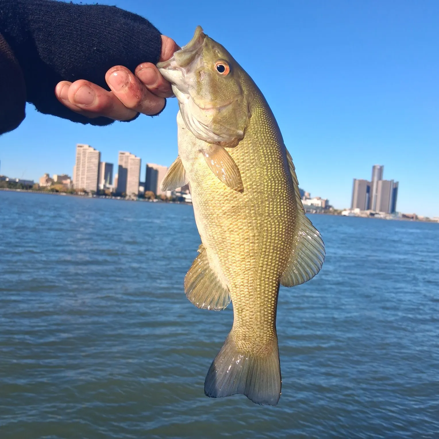 Smallmouth bass caught on Fishbrain